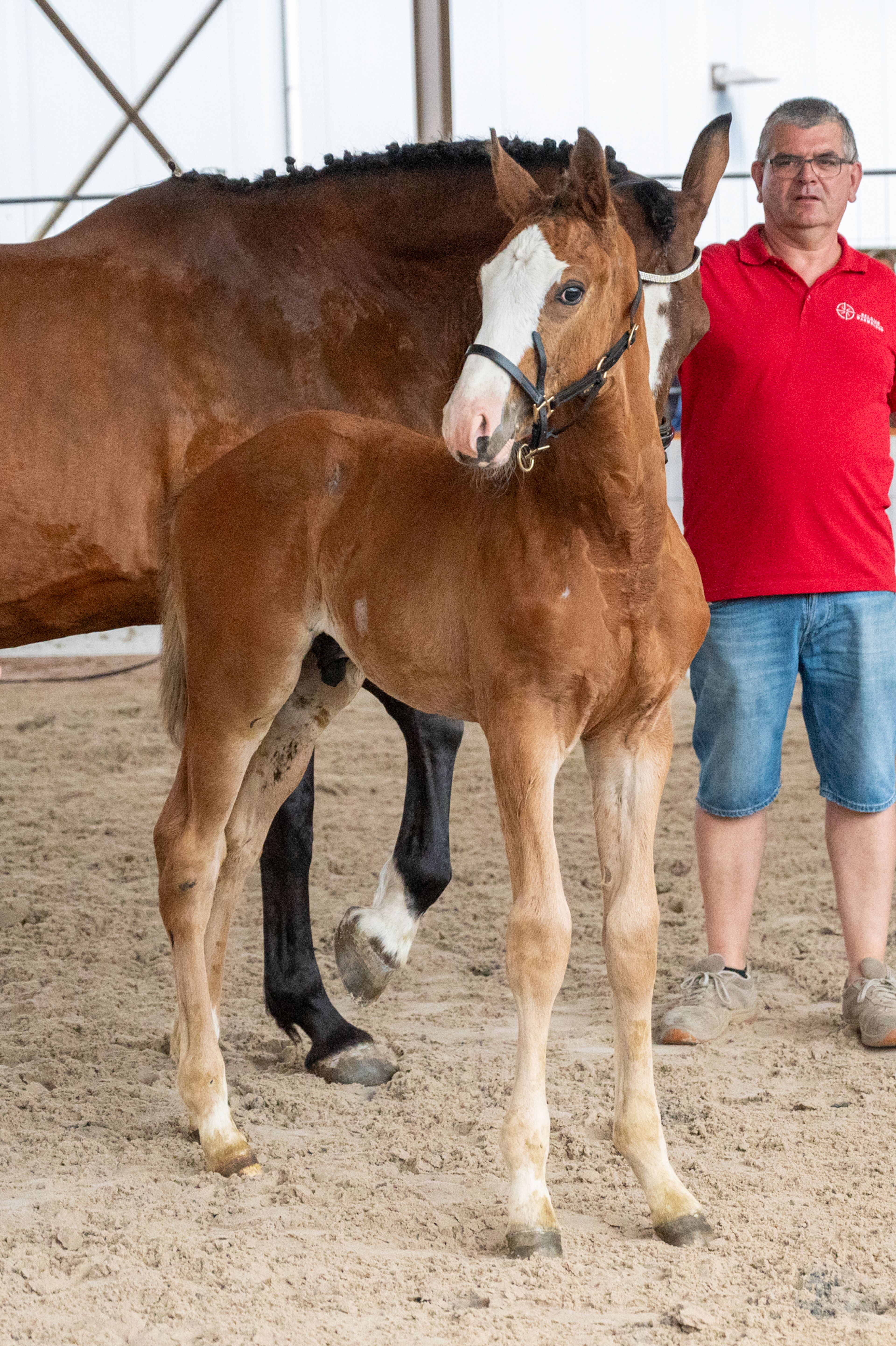 Dandy van de Herthoek (CANDY DE NANTUEL GFE x EROS PLATIERE) - Image 3