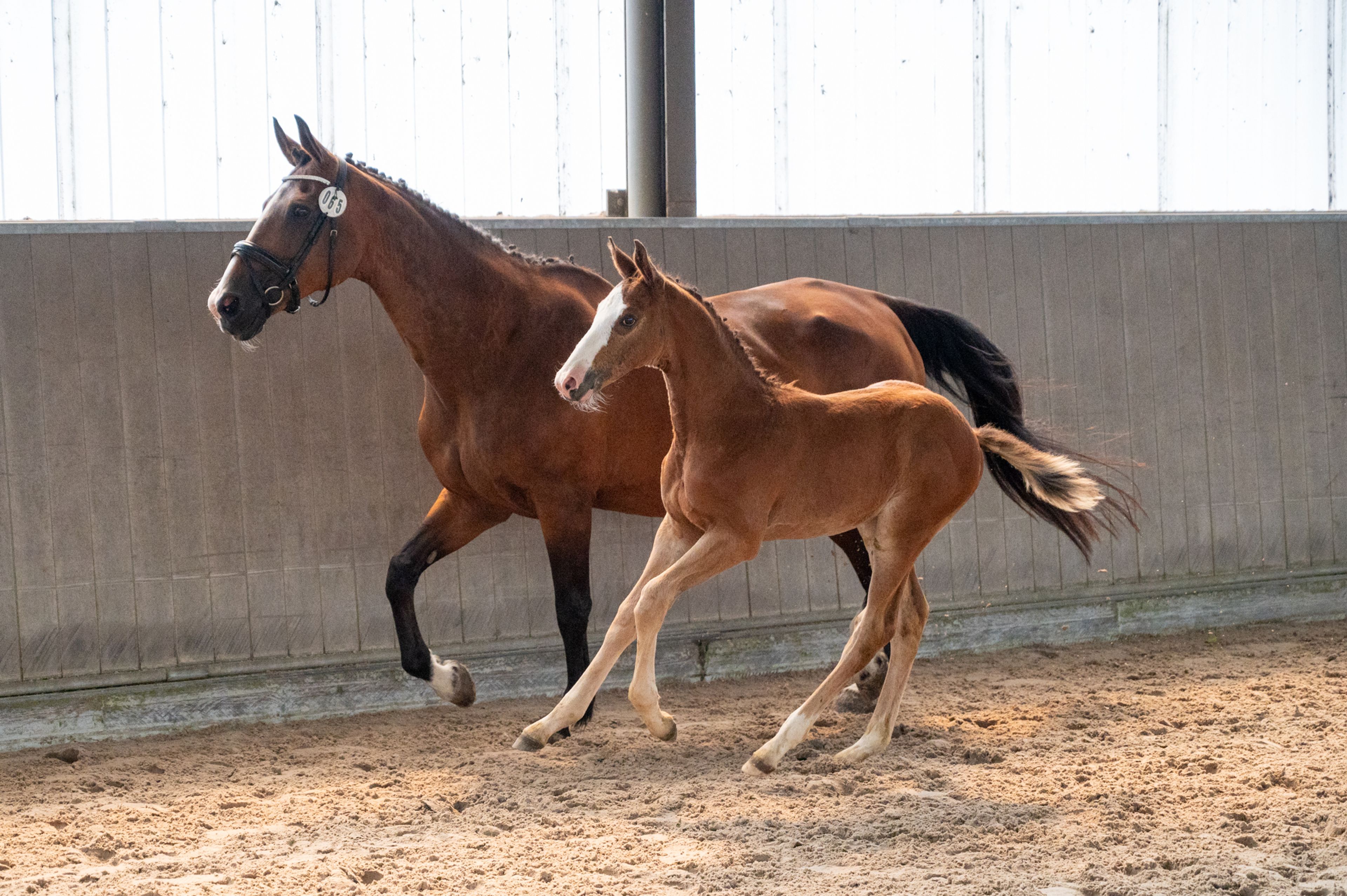 Dandy van de Herthoek (CANDY DE NANTUEL GFE x EROS PLATIERE) - Image 4
