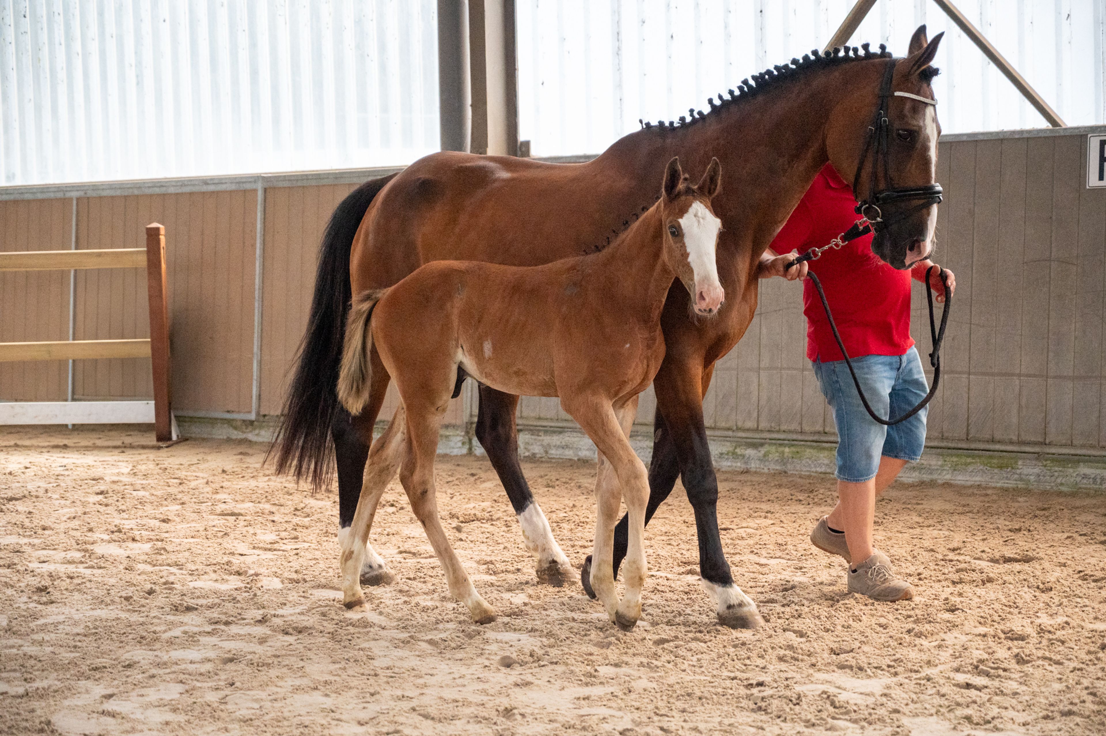 Dandy van de Herthoek (CANDY DE NANTUEL GFE x EROS PLATIERE) - Image 5