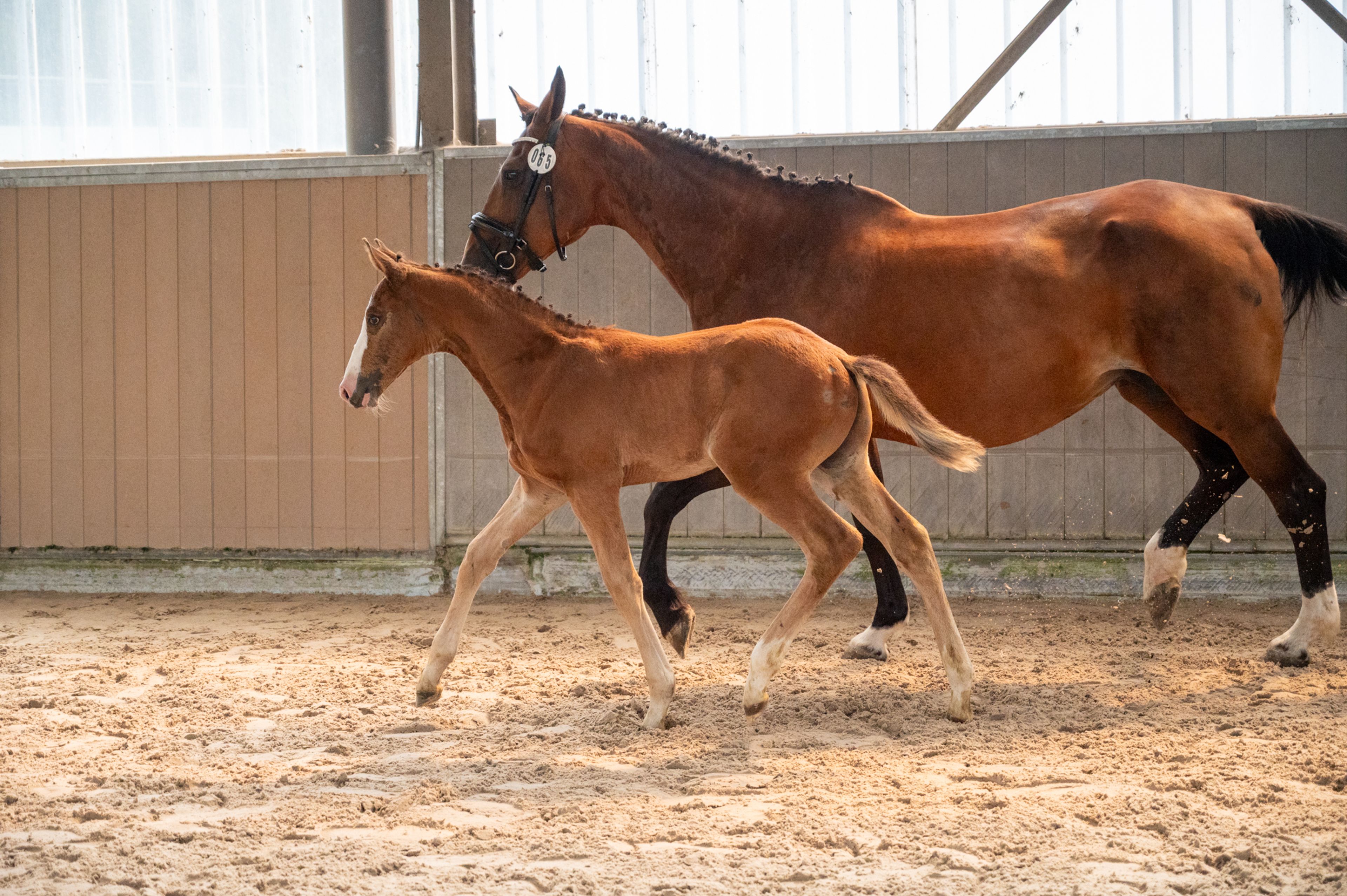 Dandy van de Herthoek (CANDY DE NANTUEL GFE x EROS PLATIERE) - Image 6
