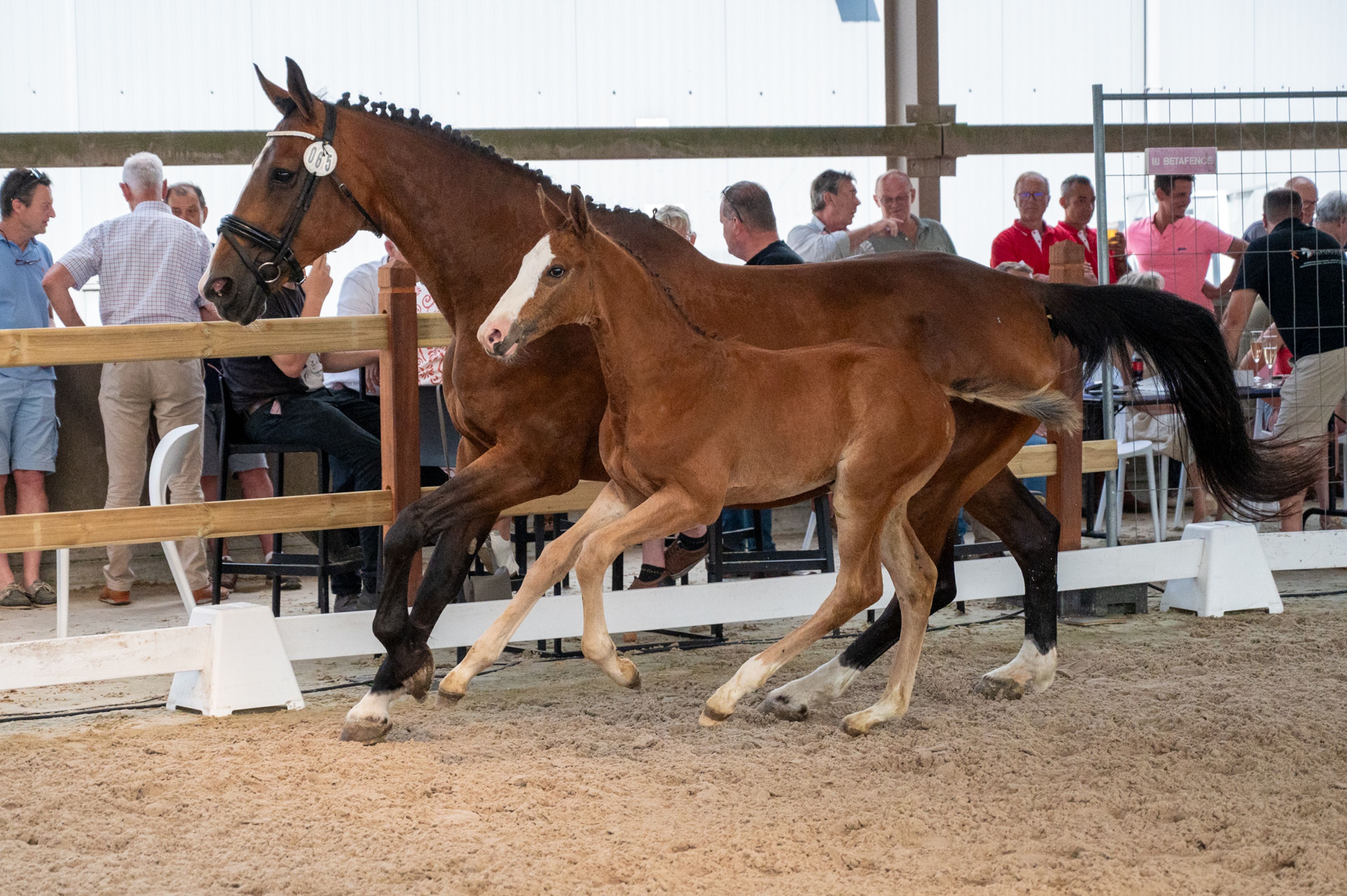 Dandy van de Herthoek (CANDY DE NANTUEL GFE x EROS PLATIERE) - Image 7