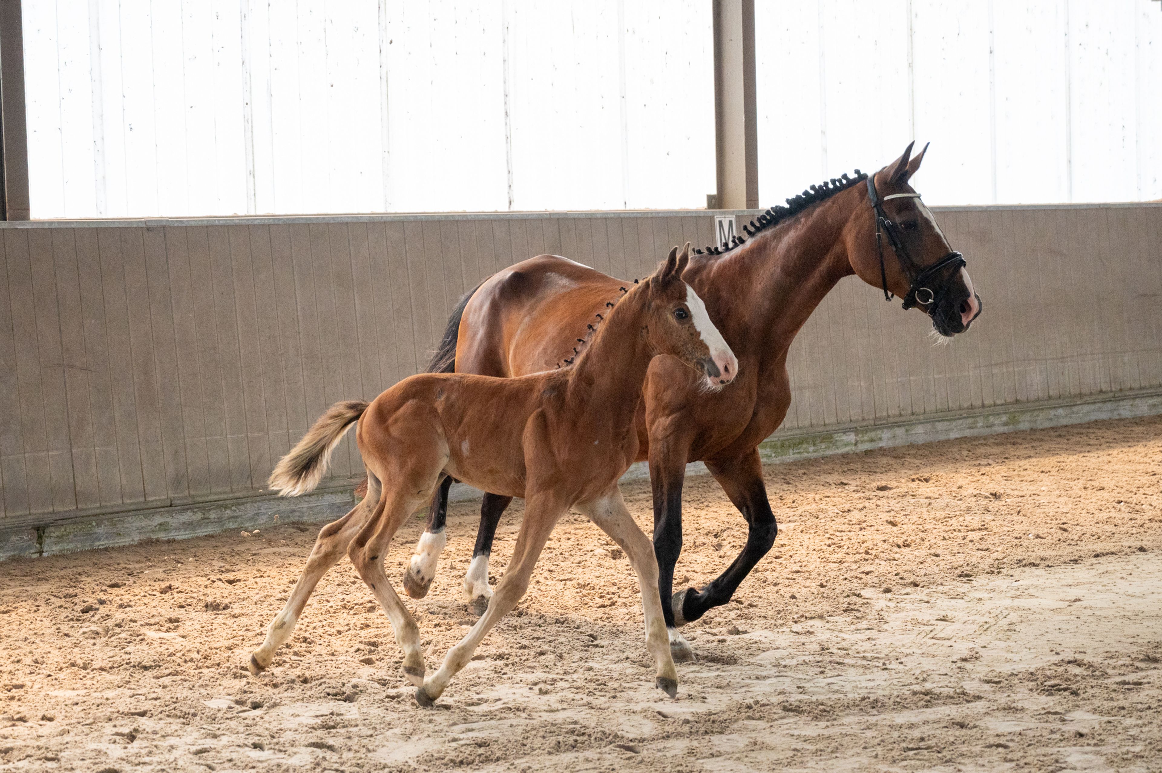Dandy van de Herthoek (CANDY DE NANTUEL GFE x EROS PLATIERE) - Image 8