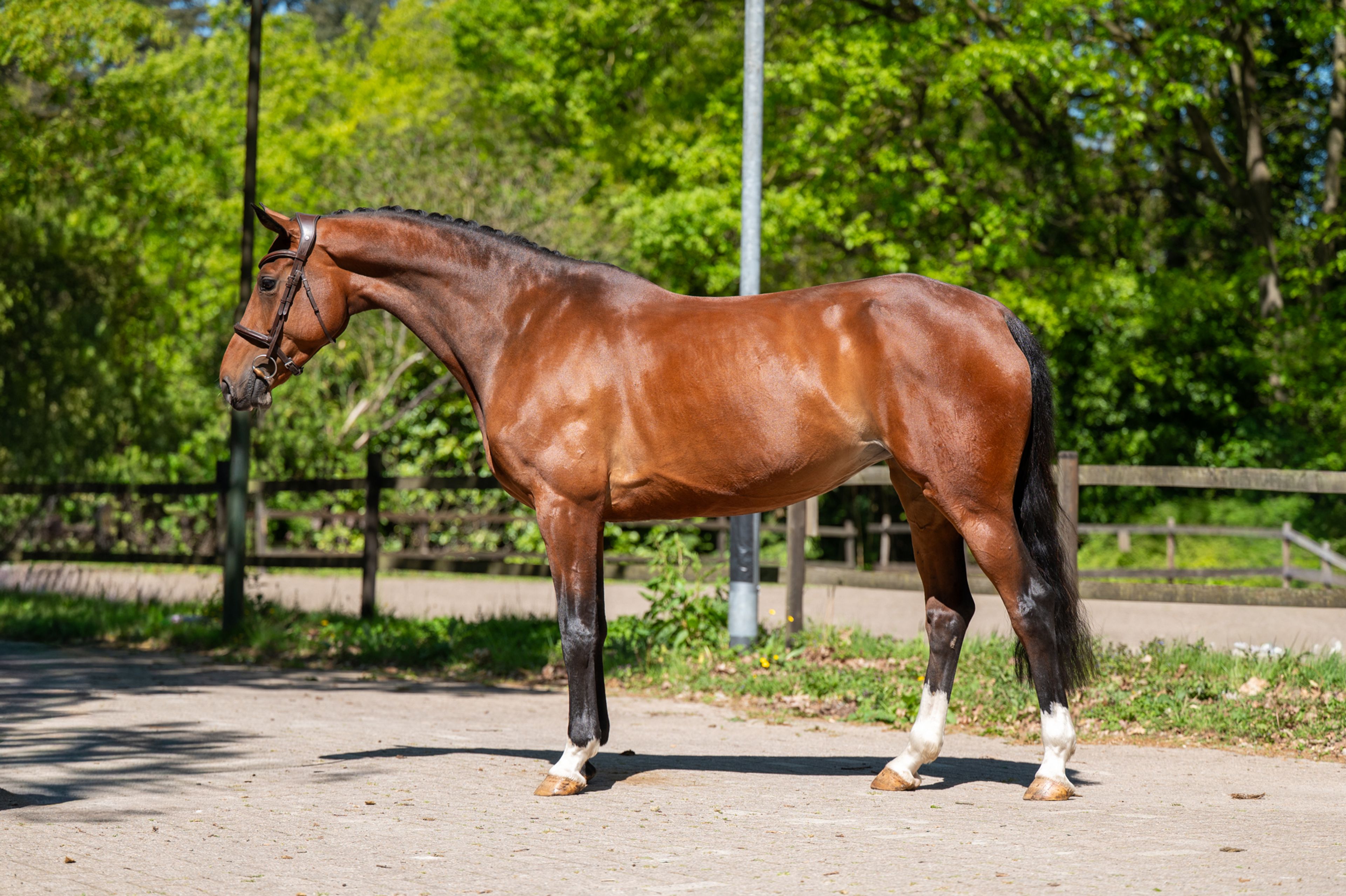 Gajasolga (GSM x DEXTER R) - Image 7