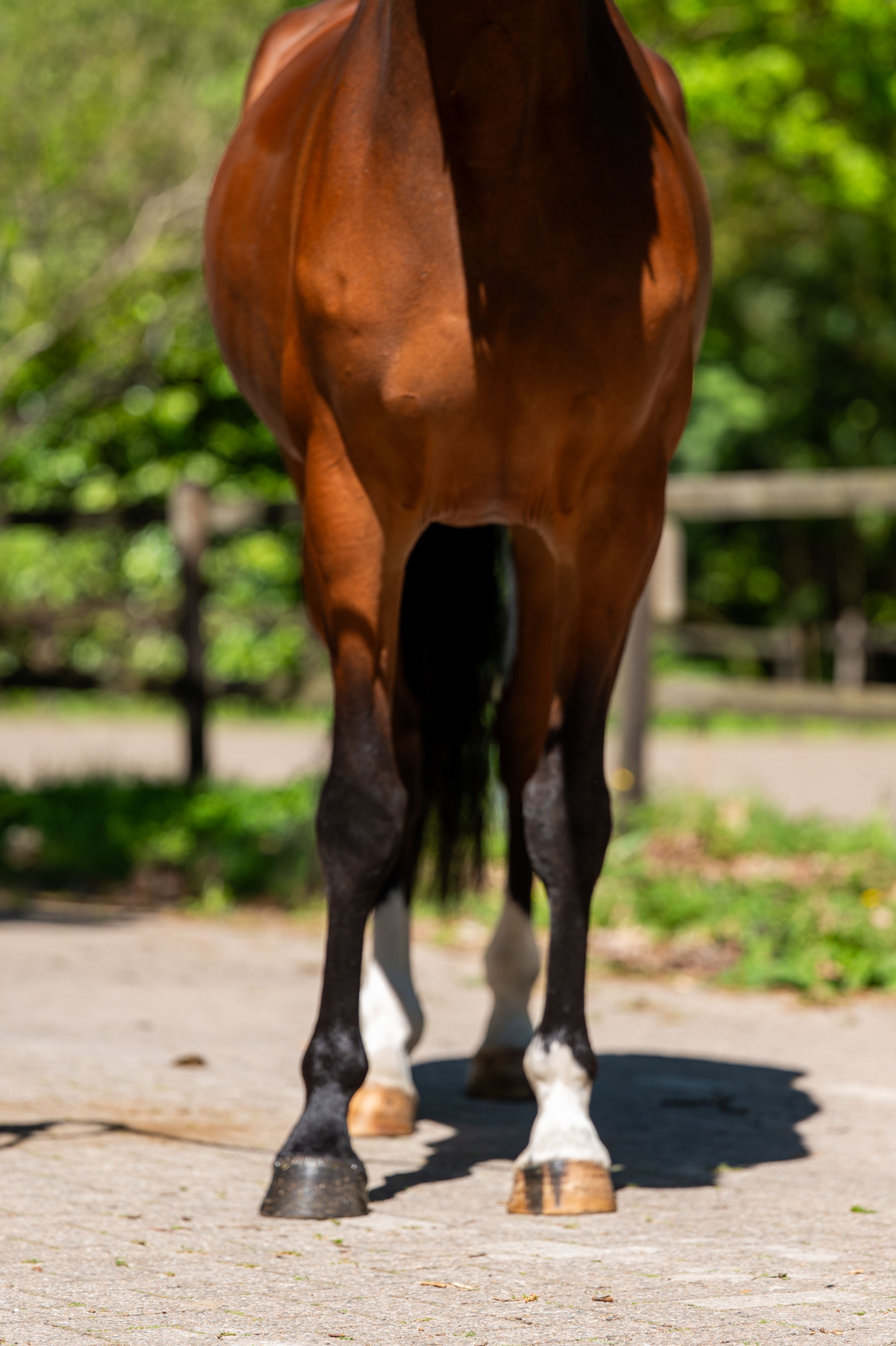 Gajasolga (GSM x DEXTER R) - Image 9