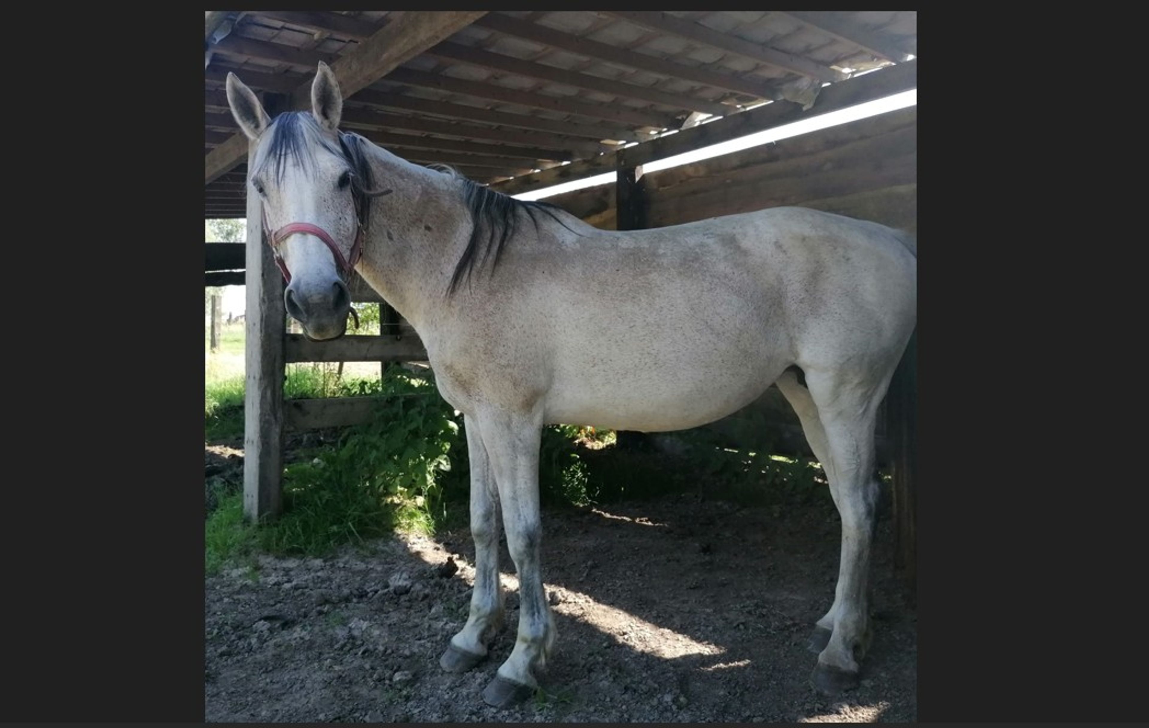 Lagoena van Essell ☆☆ (TRIOMPHE DE RIVERLAND x CODEX) - Image 1