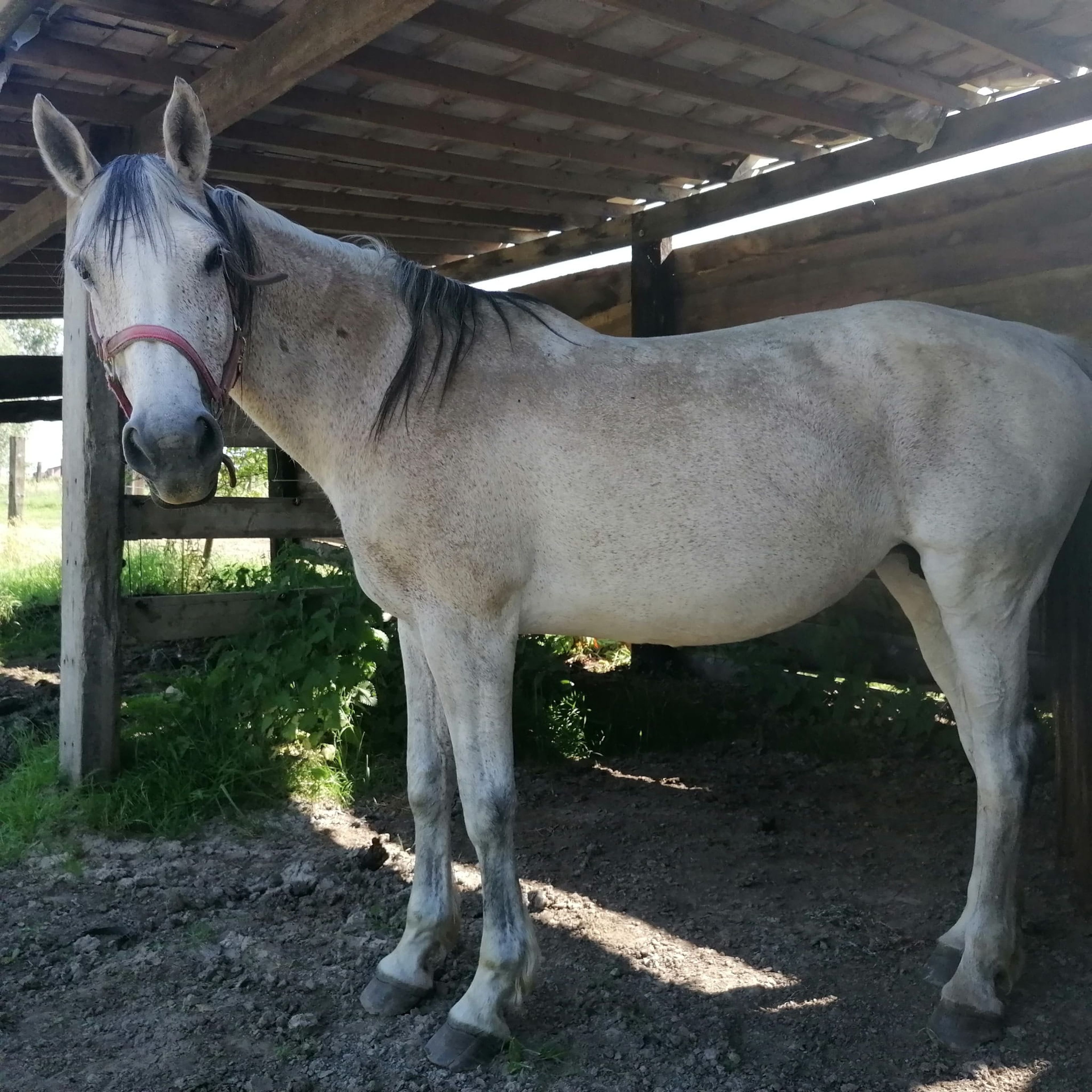 Lagoena van Essell ☆☆ (TRIOMPHE DE RIVERLAND x CODEX) - Image 2