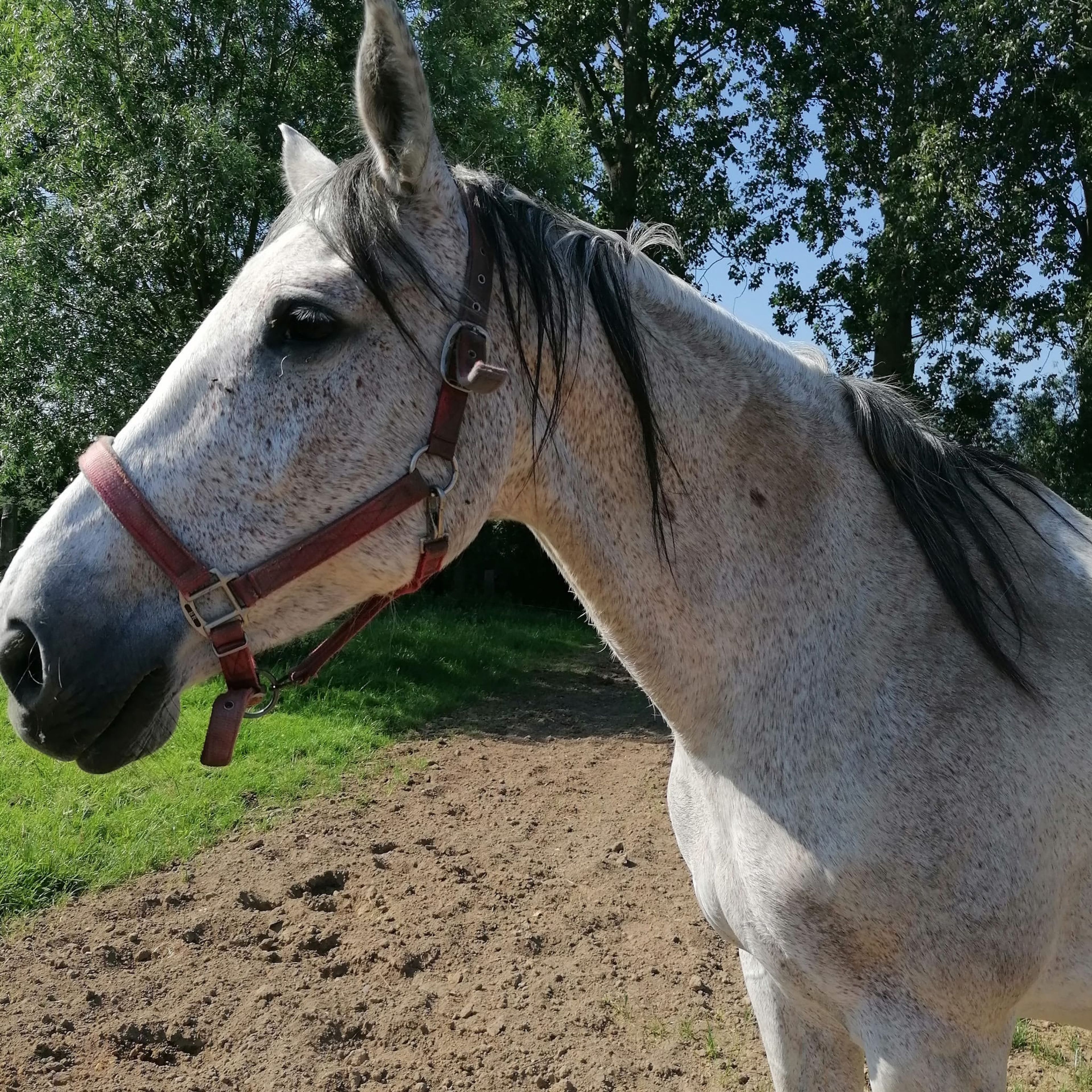 Lagoena van Essell ☆☆ (TRIOMPHE DE RIVERLAND x CODEX) - Image 3