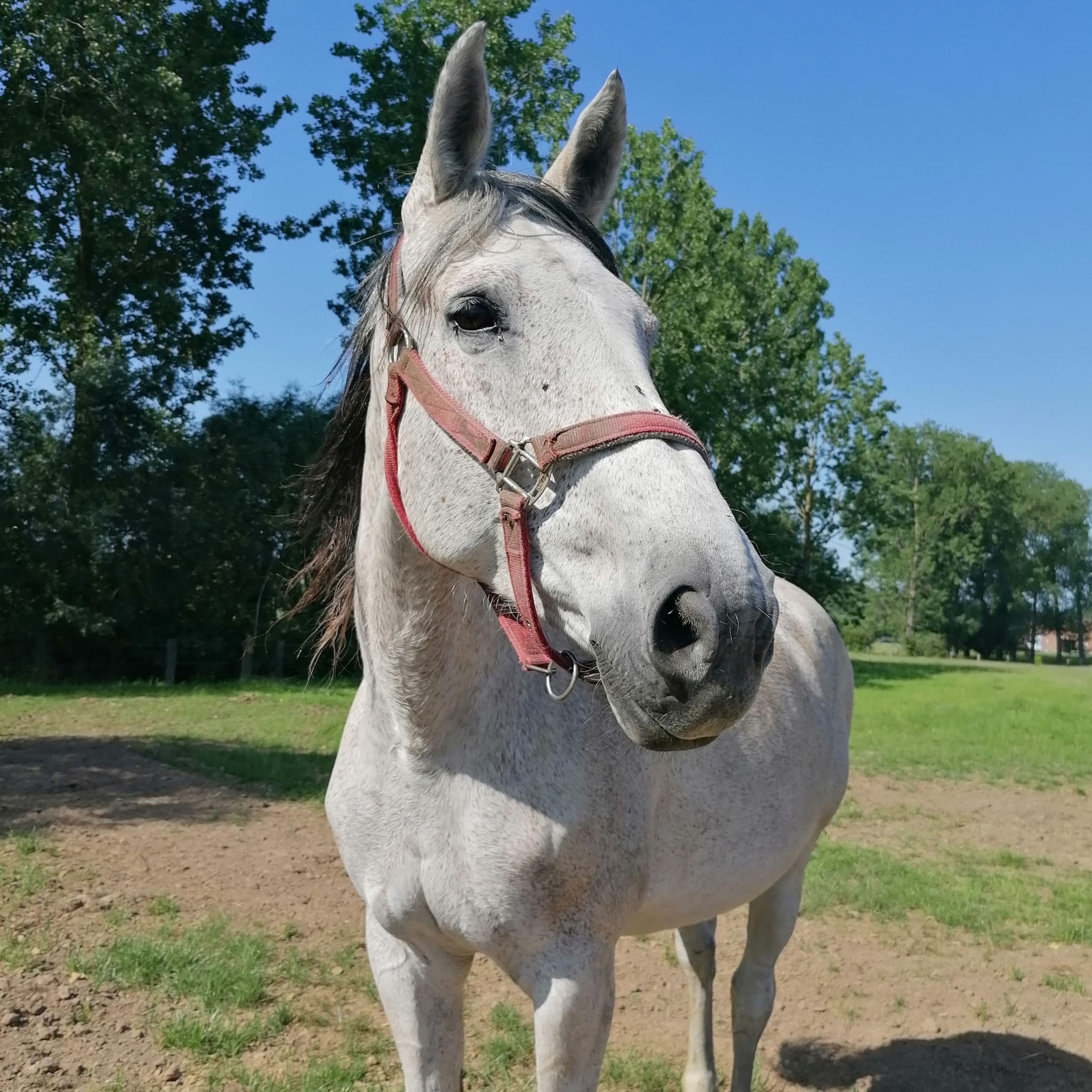 Lagoena van Essell ☆☆ (TRIOMPHE DE RIVERLAND x CODEX) - Image 4