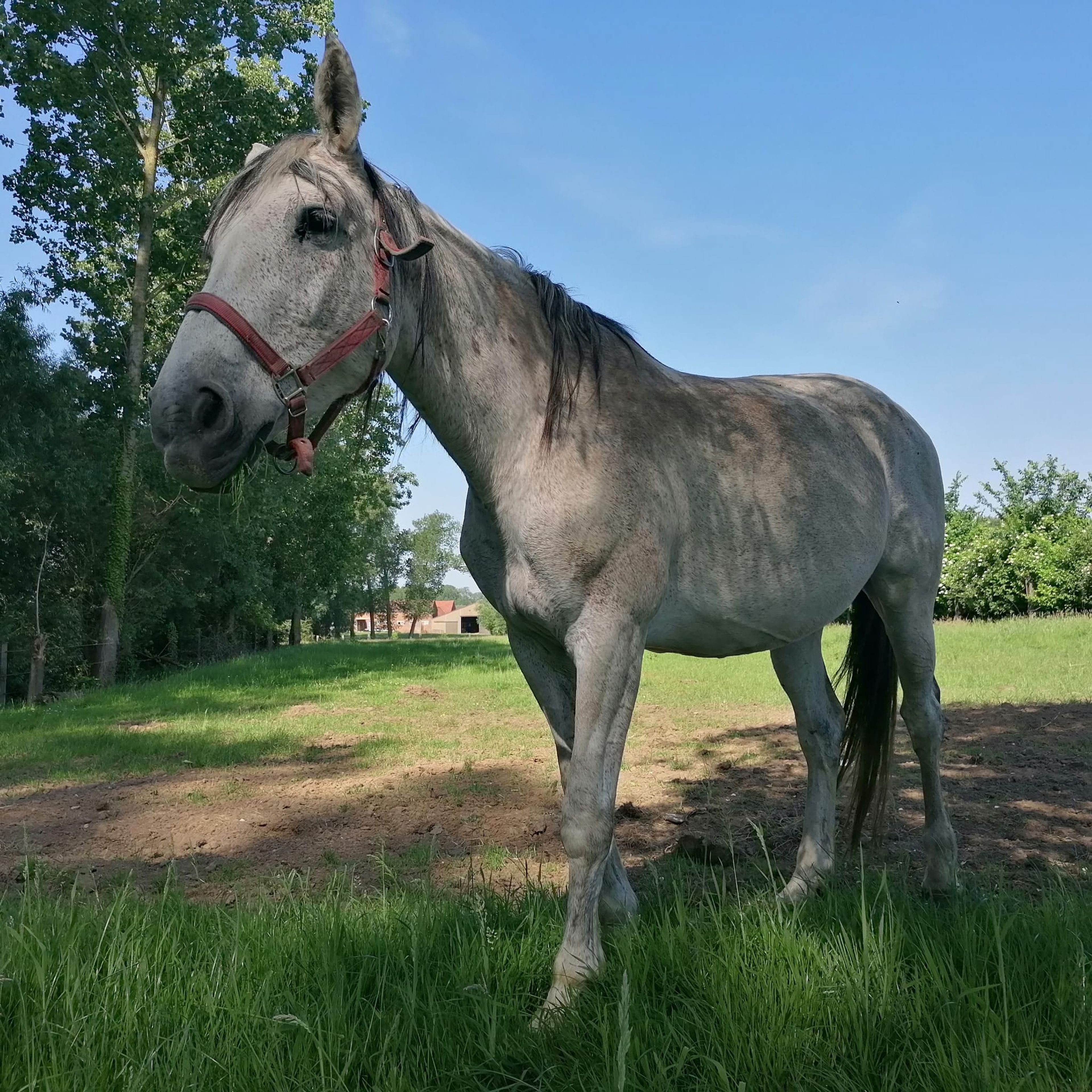Lagoena van Essell ☆☆ (TRIOMPHE DE RIVERLAND x CODEX) - Image 5