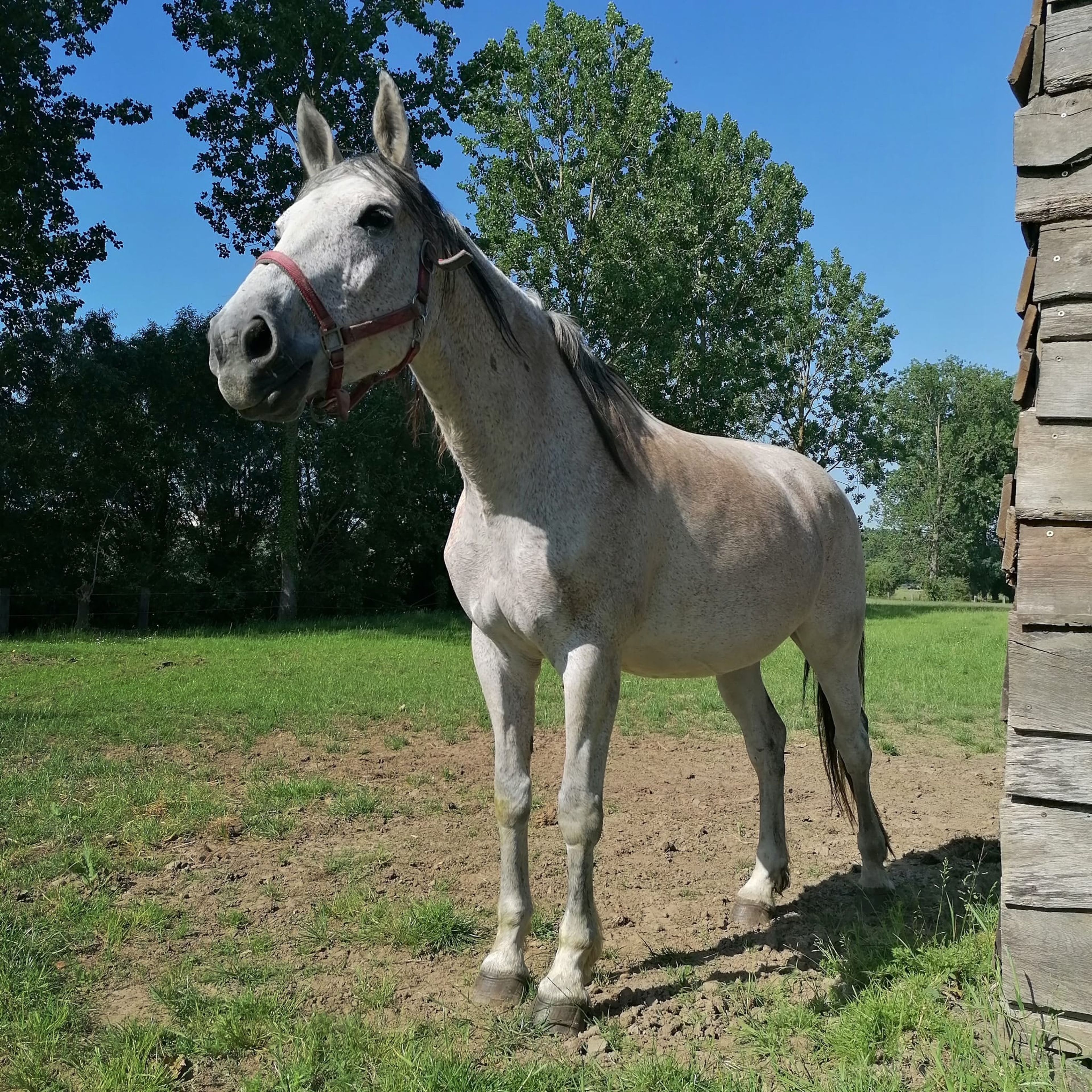 Lagoena van Essell ☆☆ (TRIOMPHE DE RIVERLAND x CODEX) - Image 6