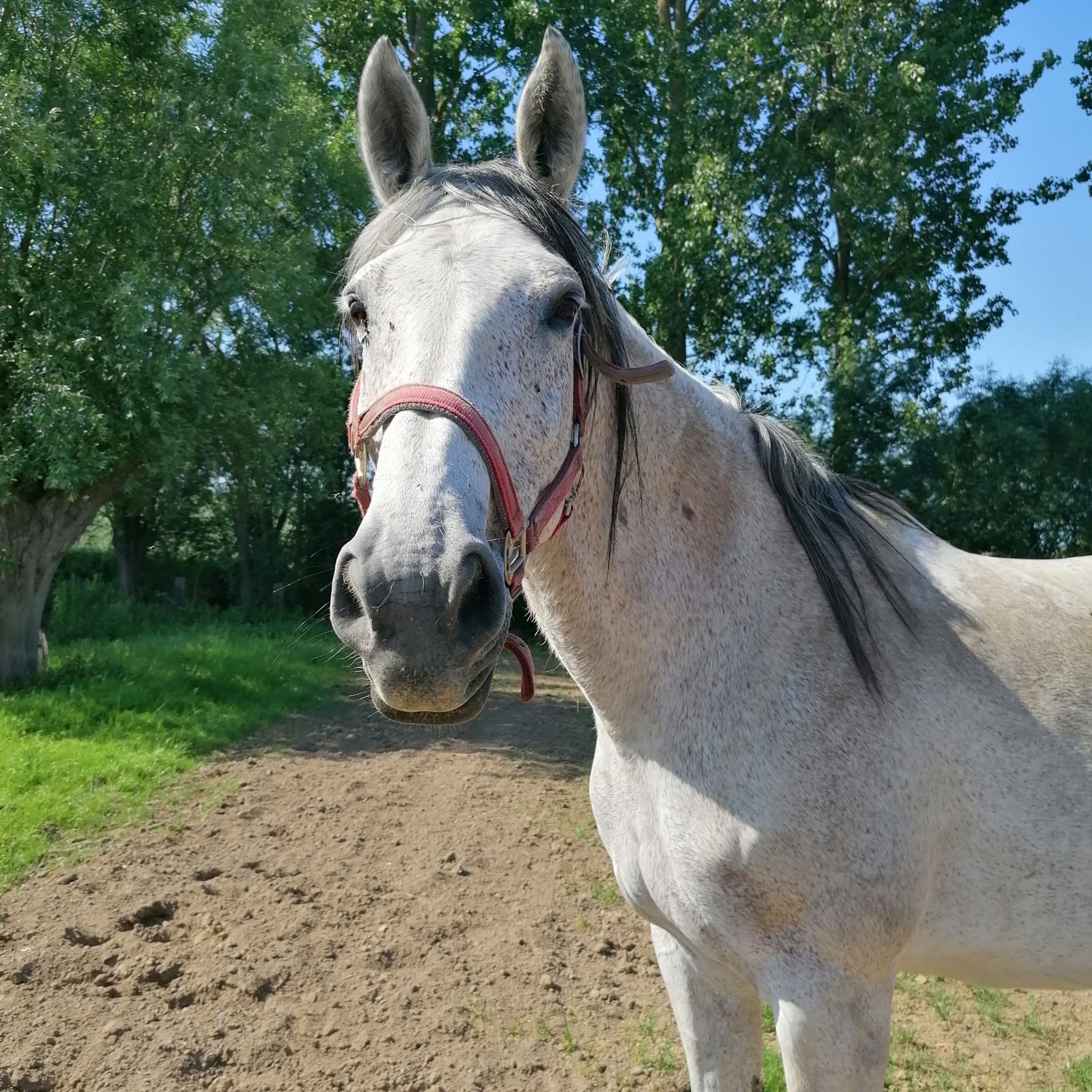 Lagoena van Essell ☆☆ (TRIOMPHE DE RIVERLAND x CODEX) - Image 7