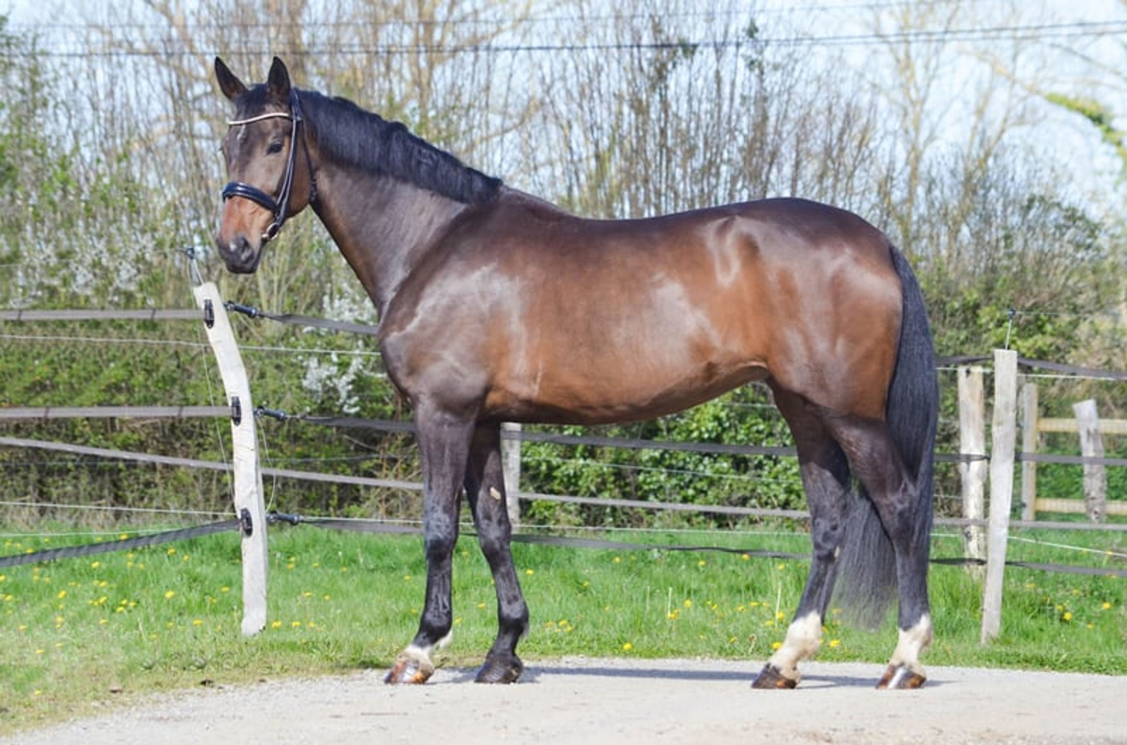 Beautiful 8-year-old mare suitable for amateur dressage and vaulting.