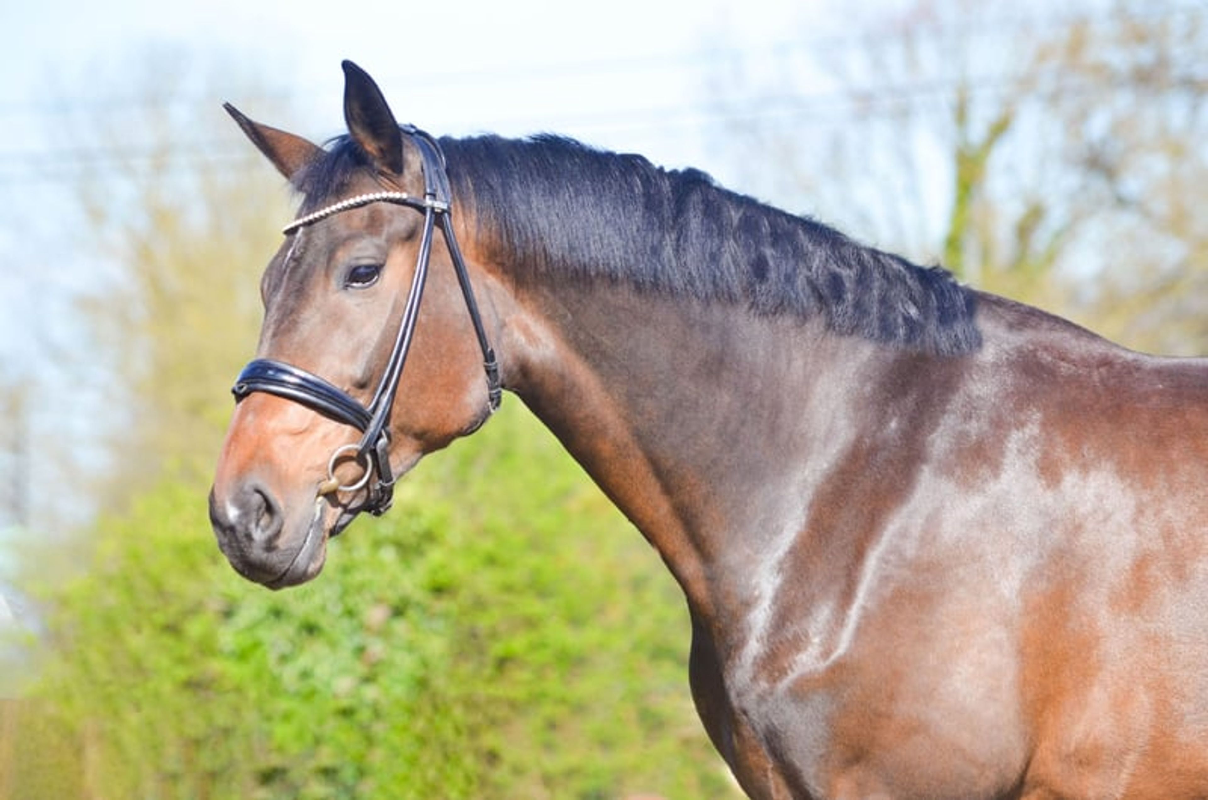 Beautiful 8-year-old mare suitable for amateur dressage and vaulting. - Image 2
