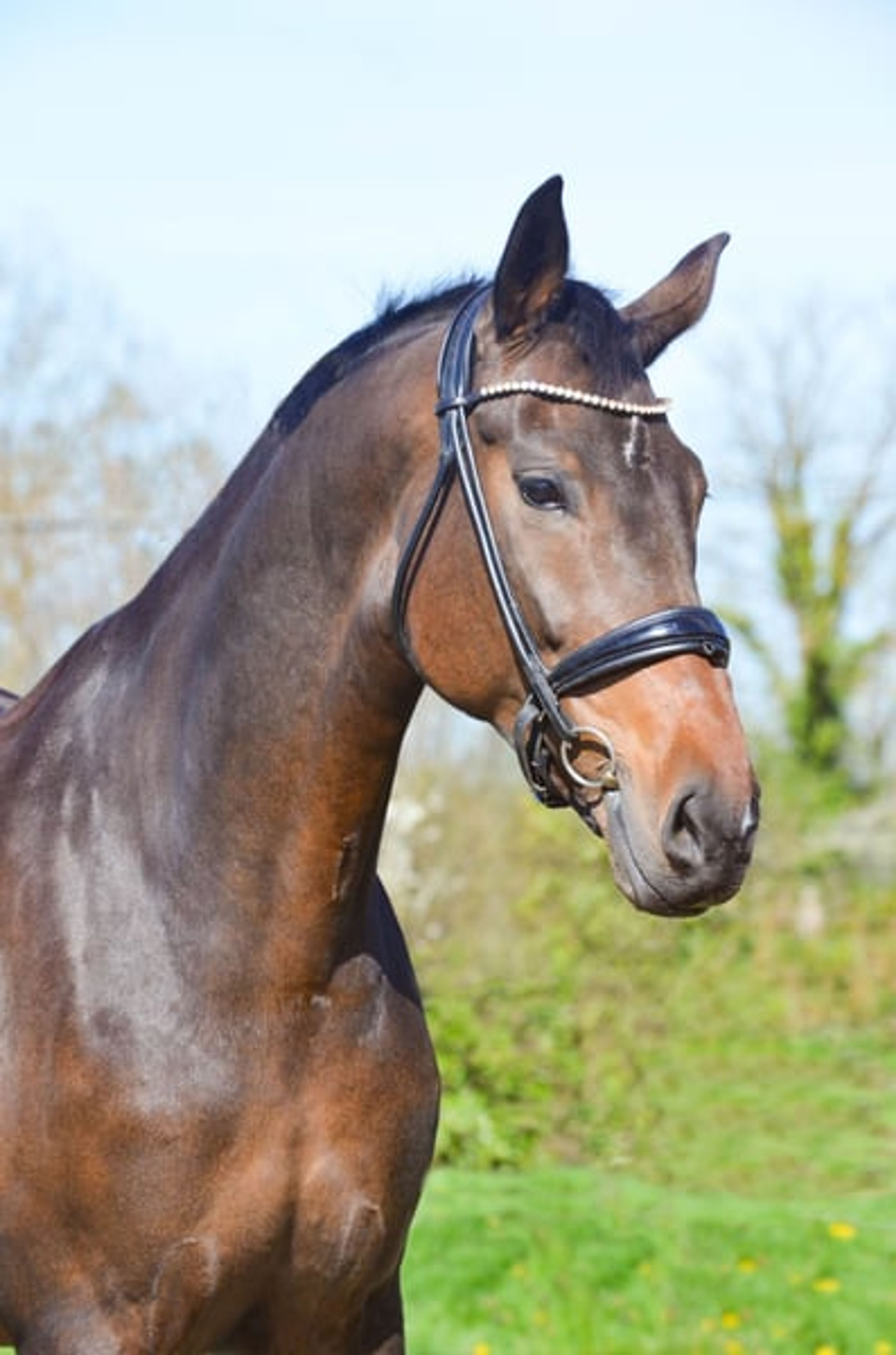 Beautiful 8-year-old mare suitable for amateur dressage and vaulting. - Image 3