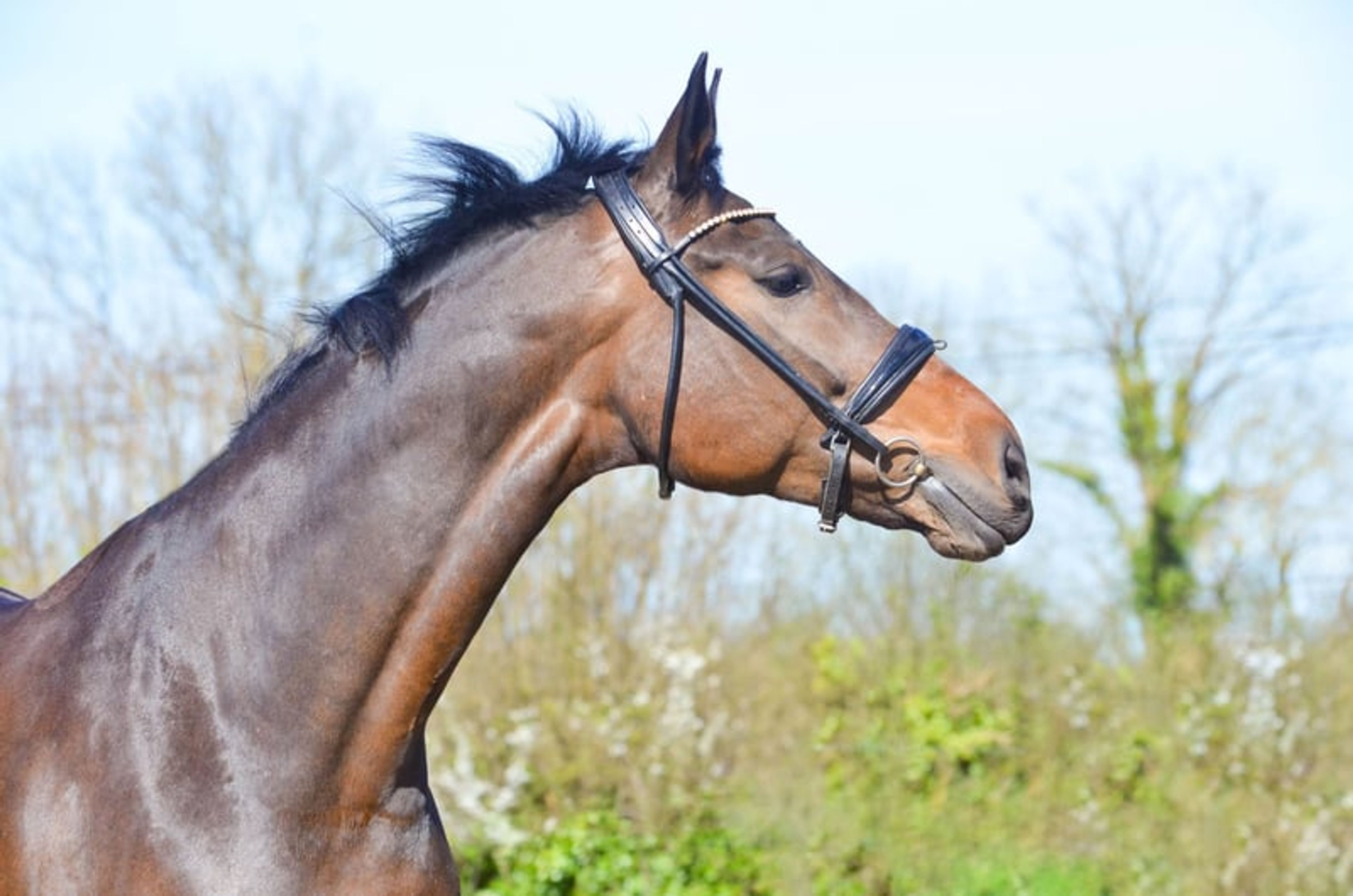 Beautiful 8-year-old mare suitable for amateur dressage and vaulting. - Image 4