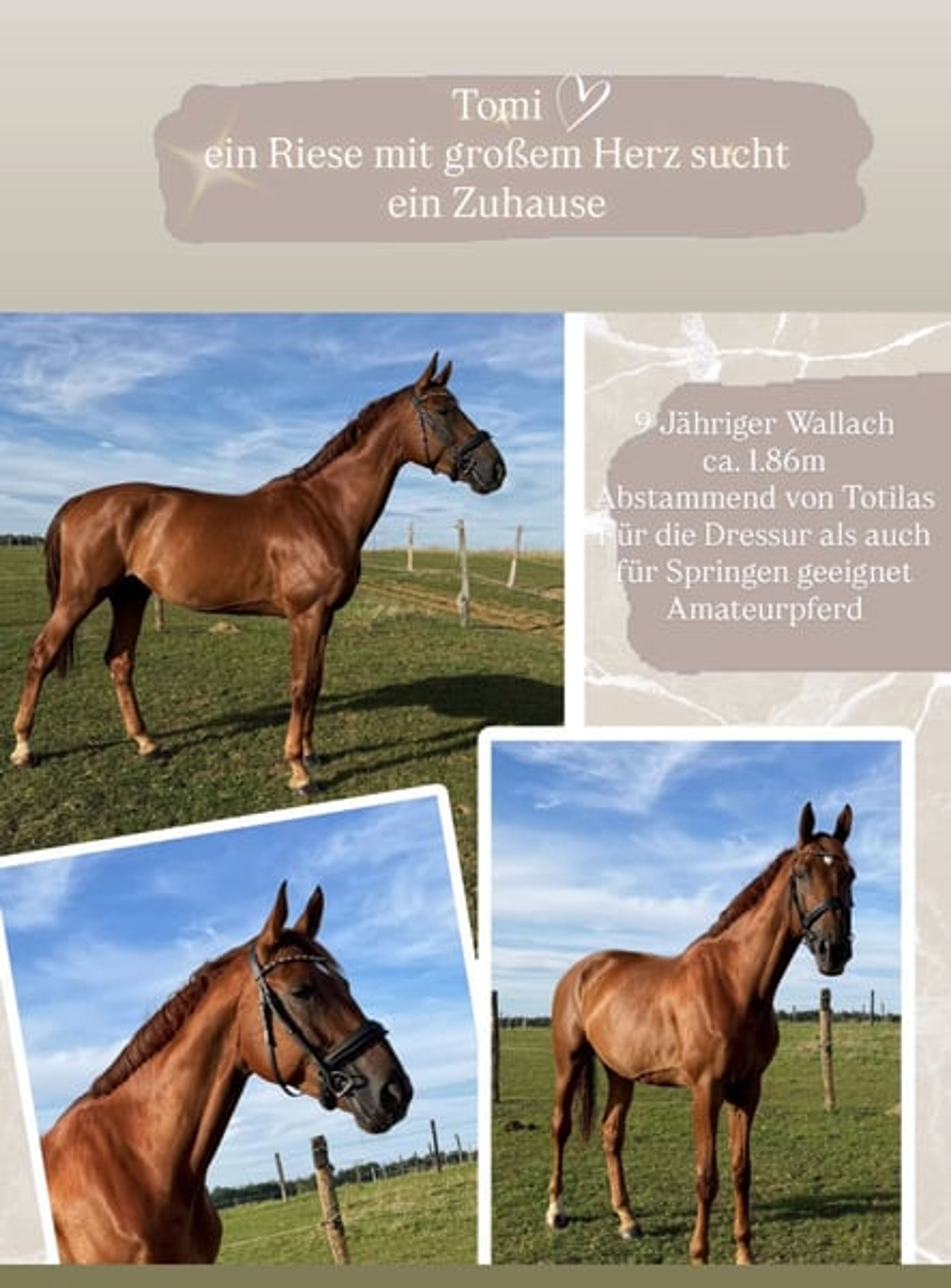 Descendants of Totilas!! With great potential! Suitable for beginners or professionals!
