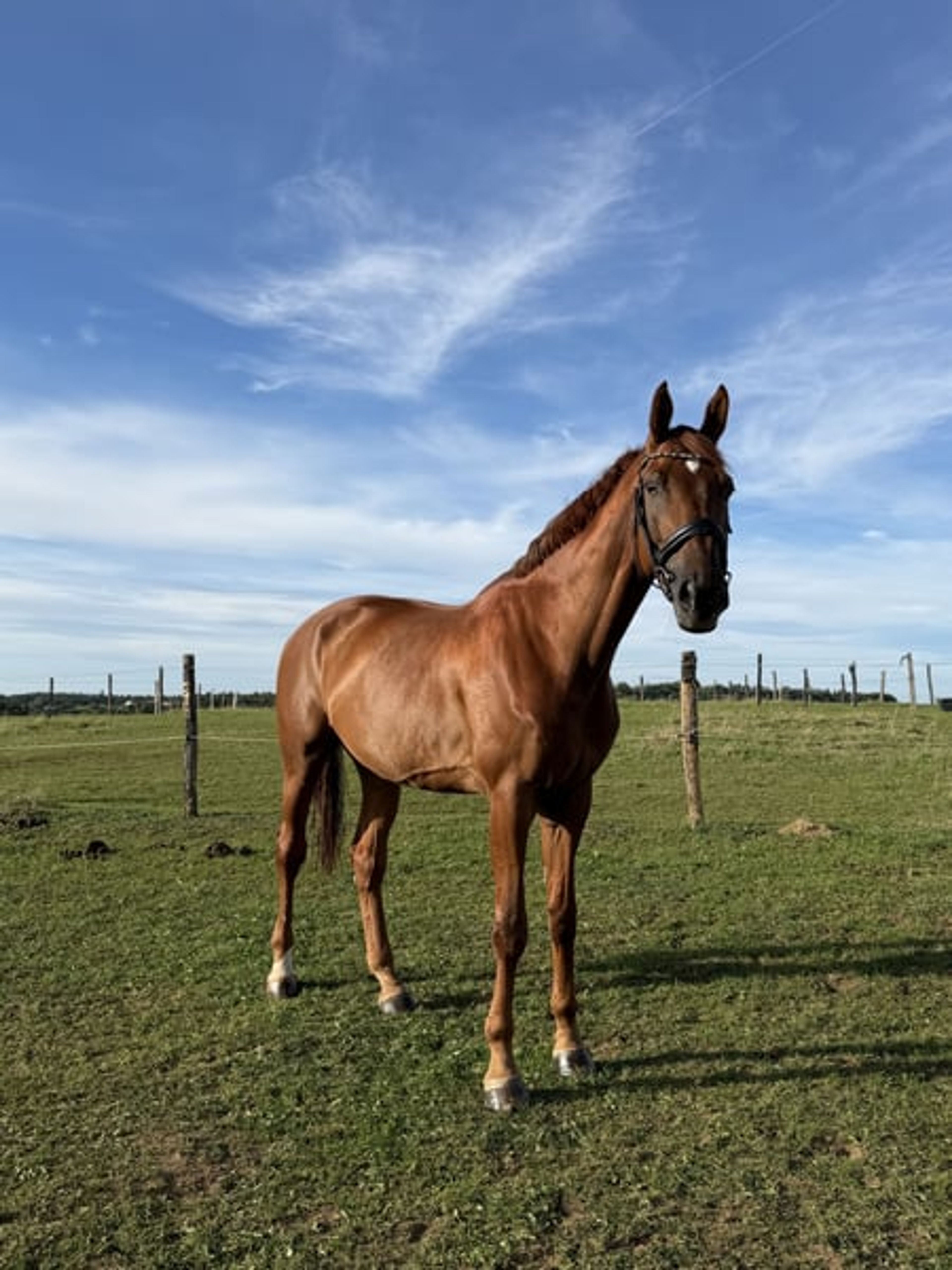 Descendants of Totilas!! With great potential! Suitable for beginners or professionals! - Image 2