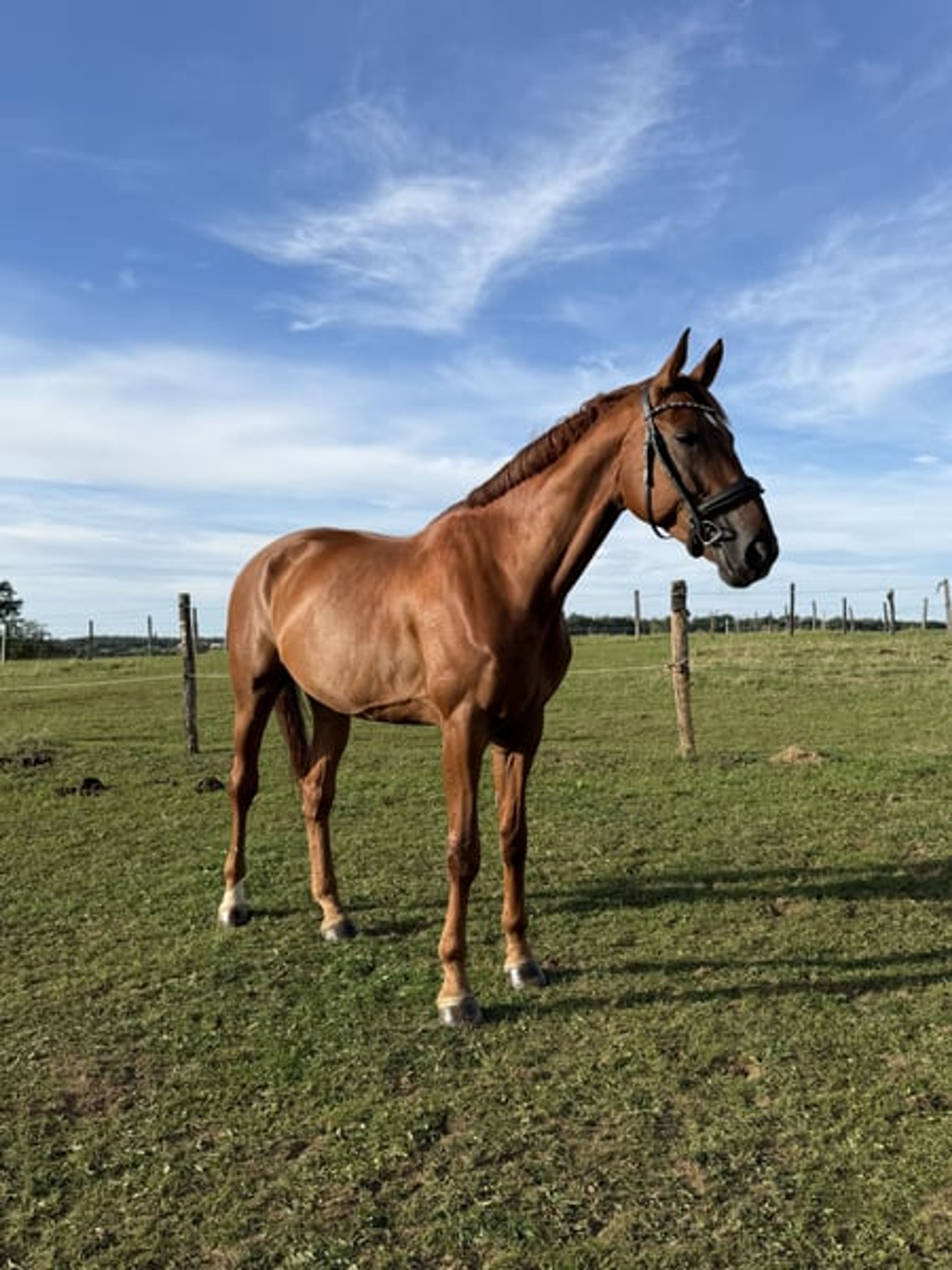 Descendants of Totilas!! With great potential! Suitable for beginners or professionals! - Image 3