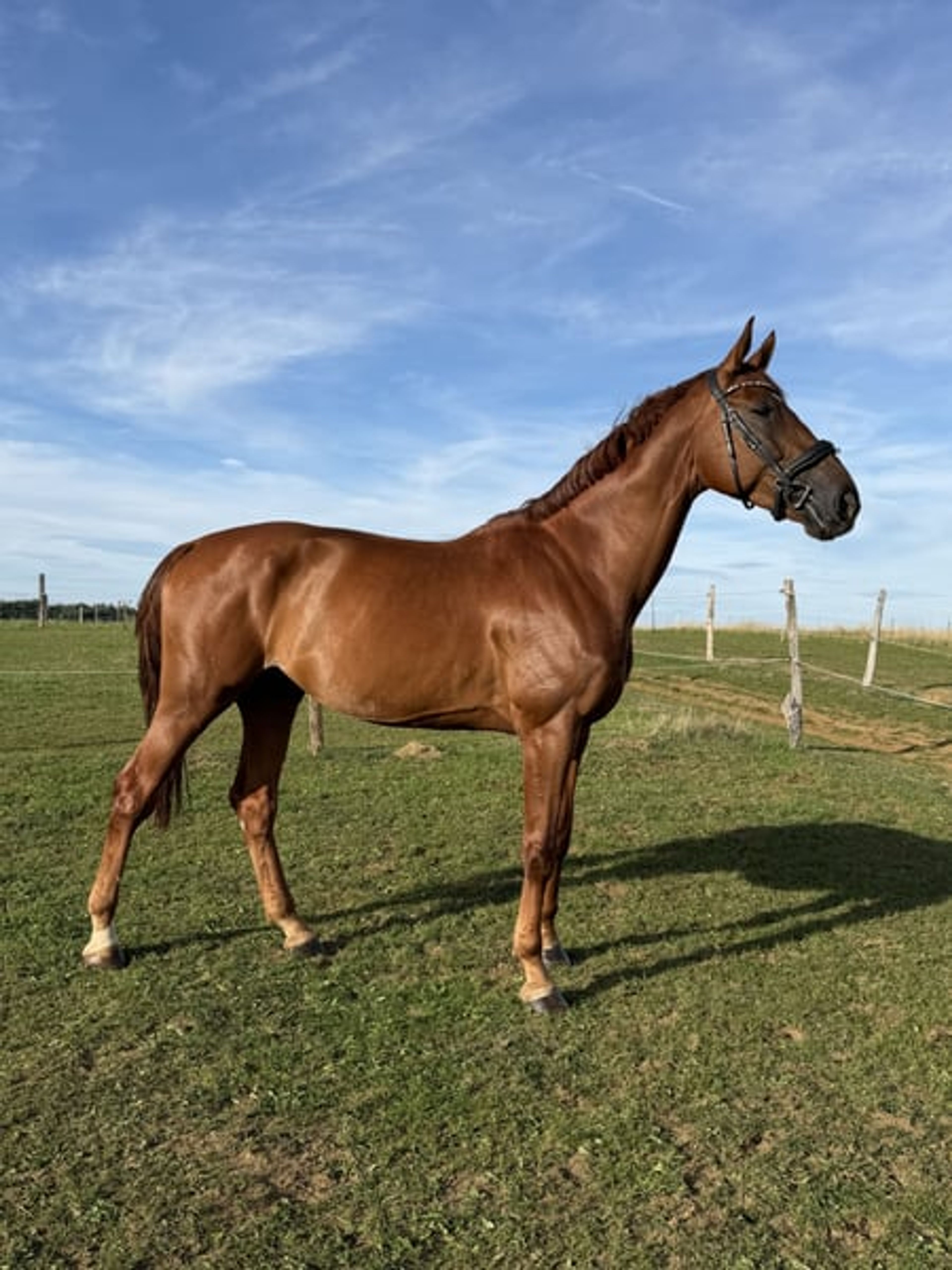 Descendants of Totilas!! With great potential! Suitable for beginners or professionals! - Image 4