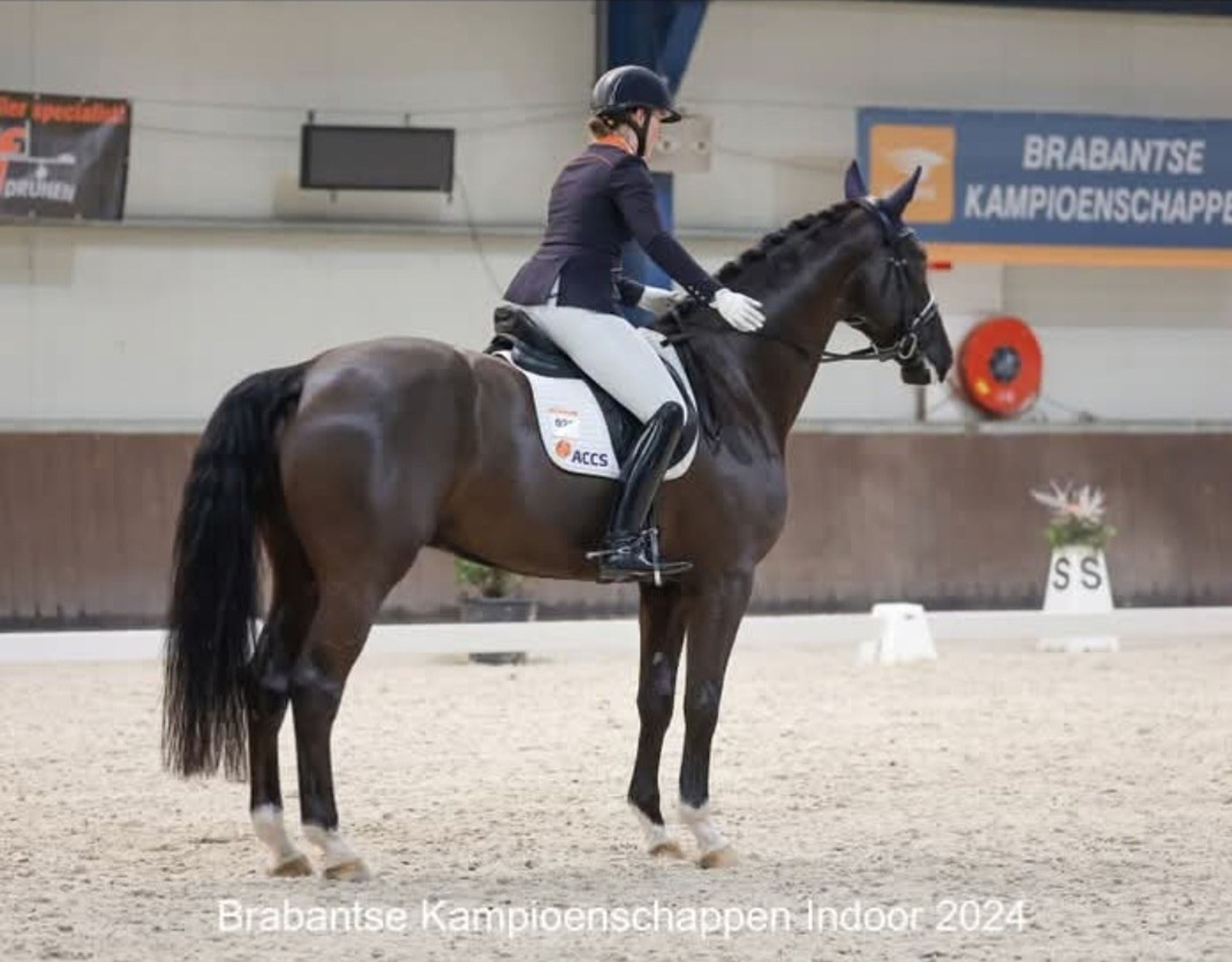 Lavendel-h - Image 1