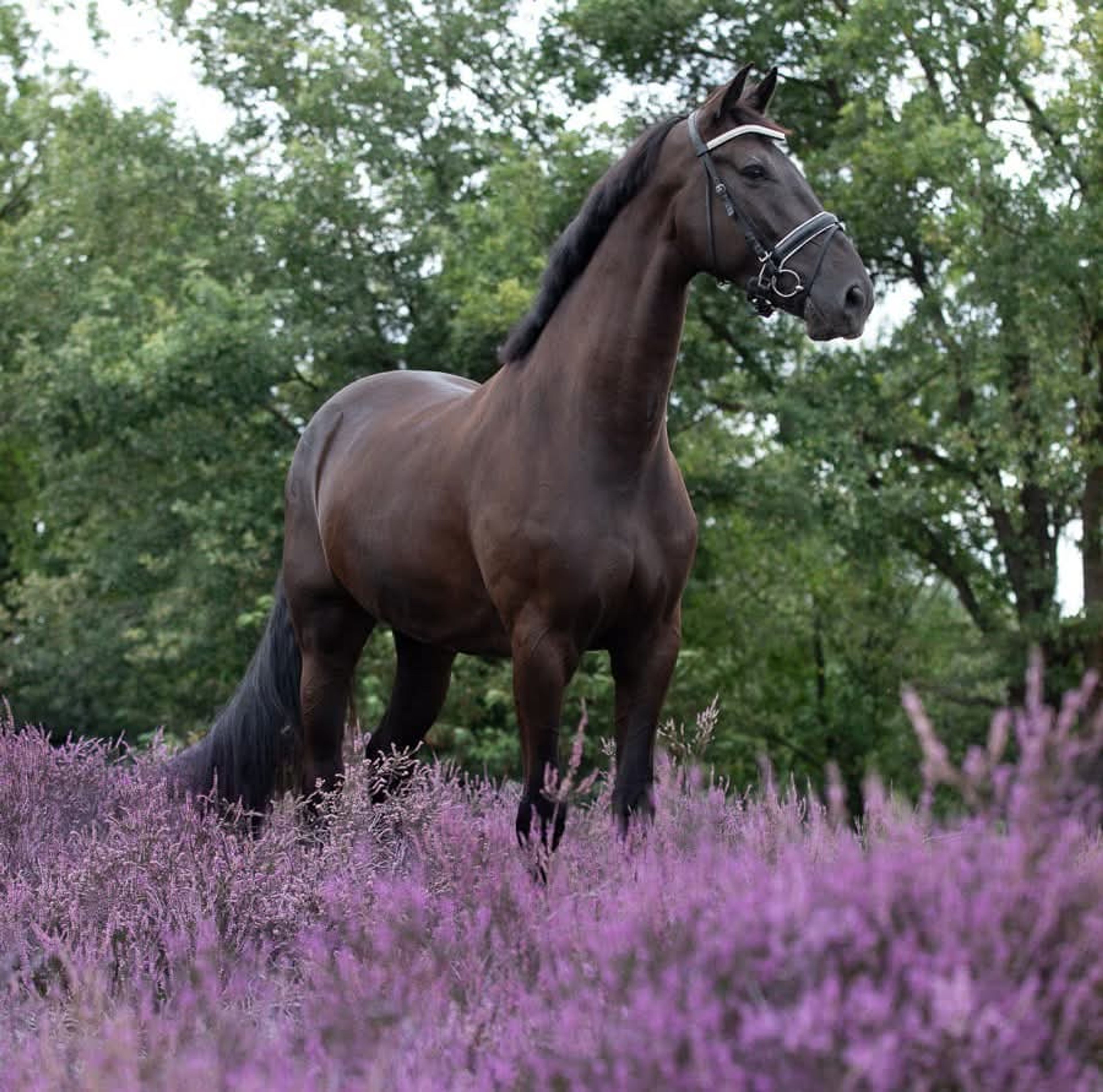 Lavendel-h - Image 2