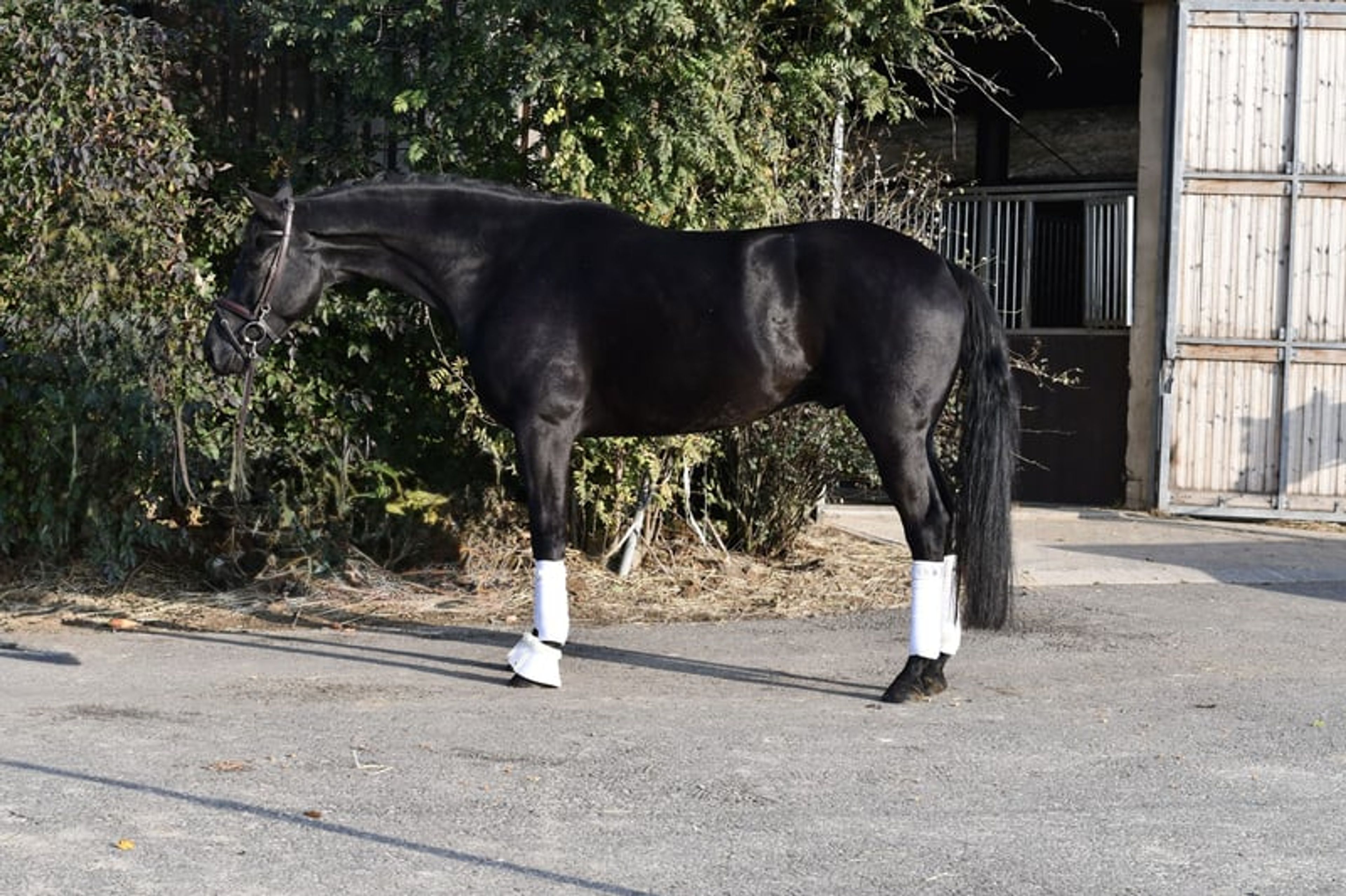 Stunning jet-black superstar for everyone - Image 2