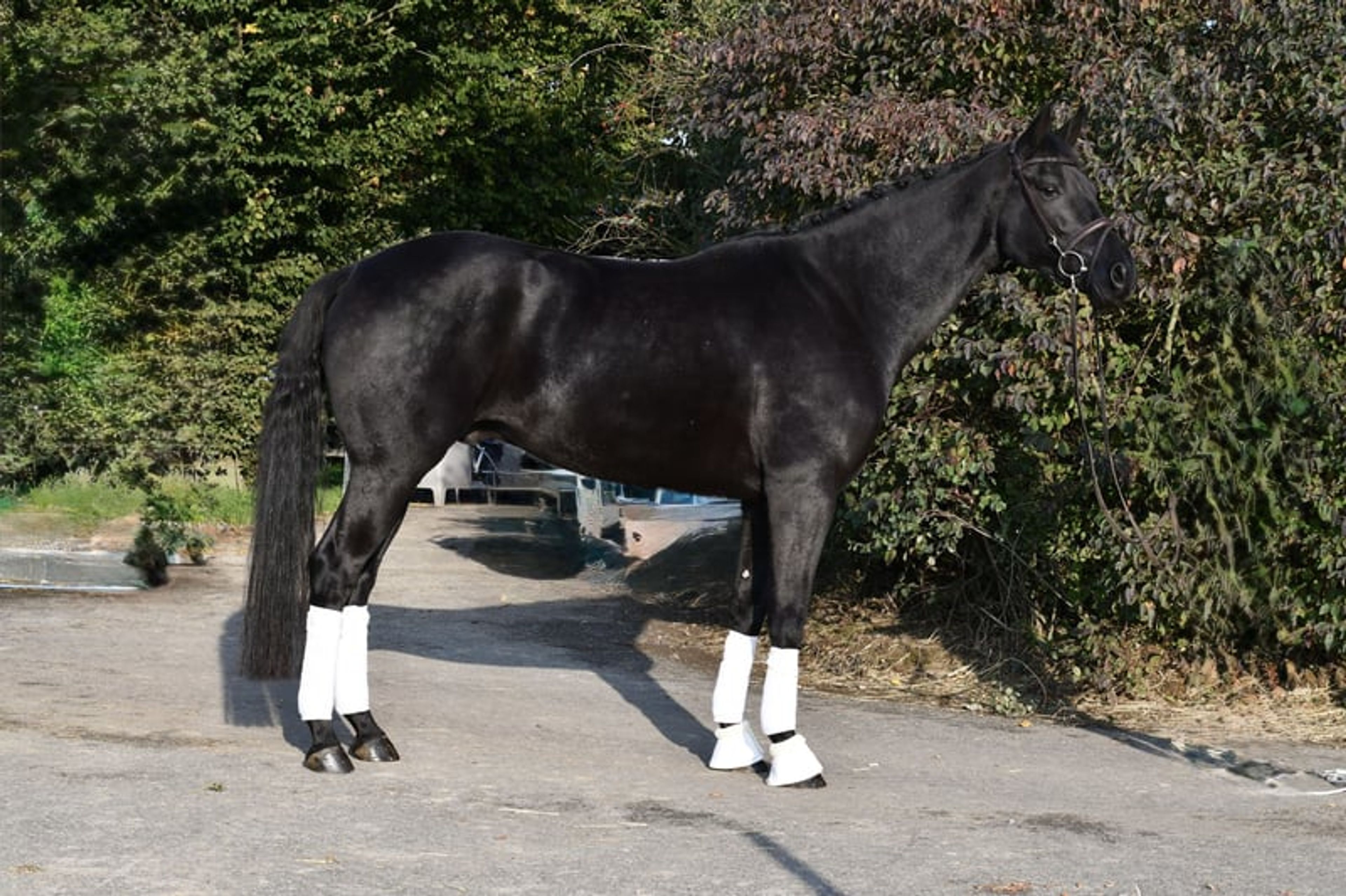 Stunning jet-black superstar for everyone - Image 4