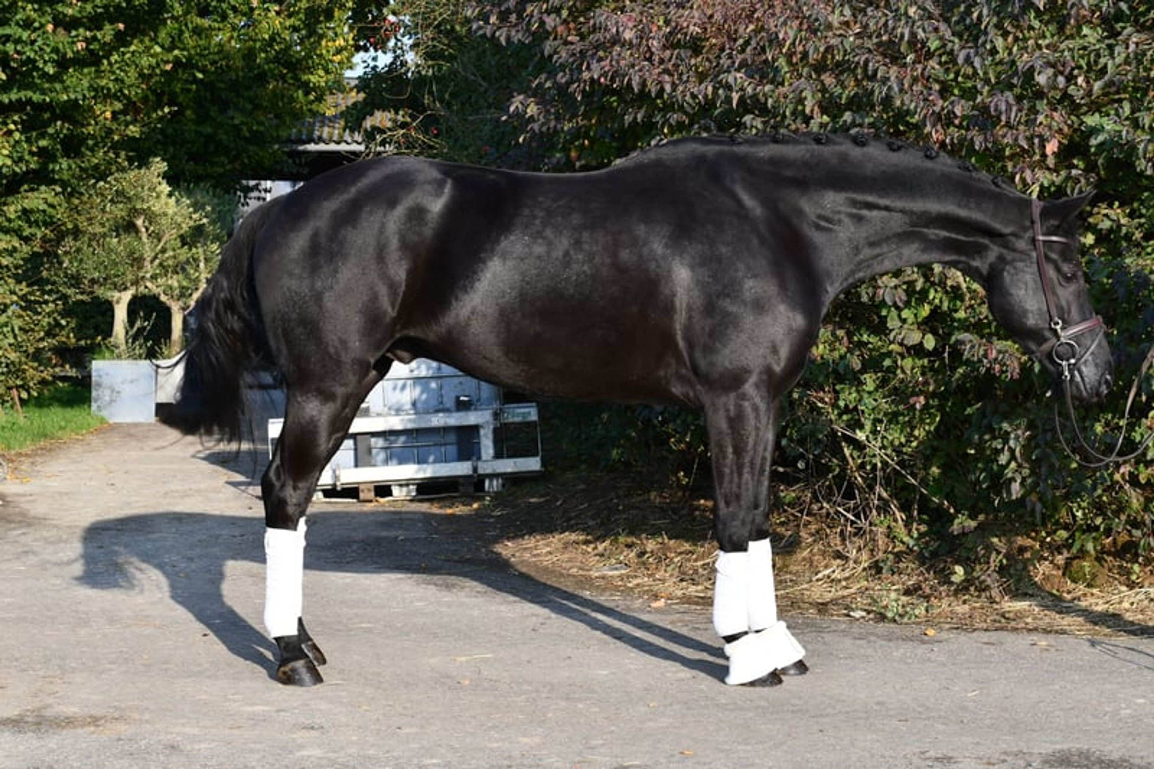 Stunning jet-black superstar for everyone - Image 5