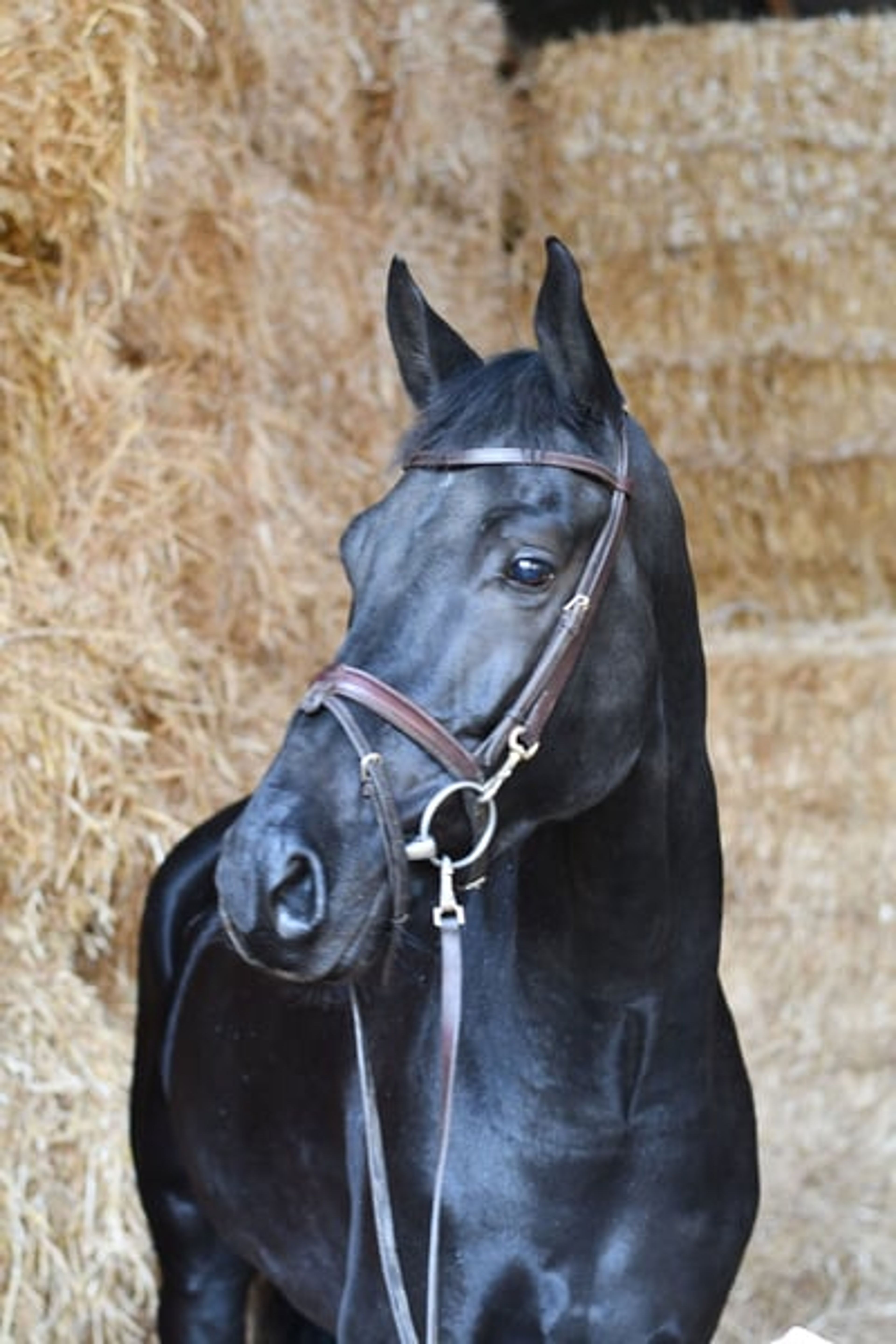 Stunning jet-black superstar for everyone - Image 8