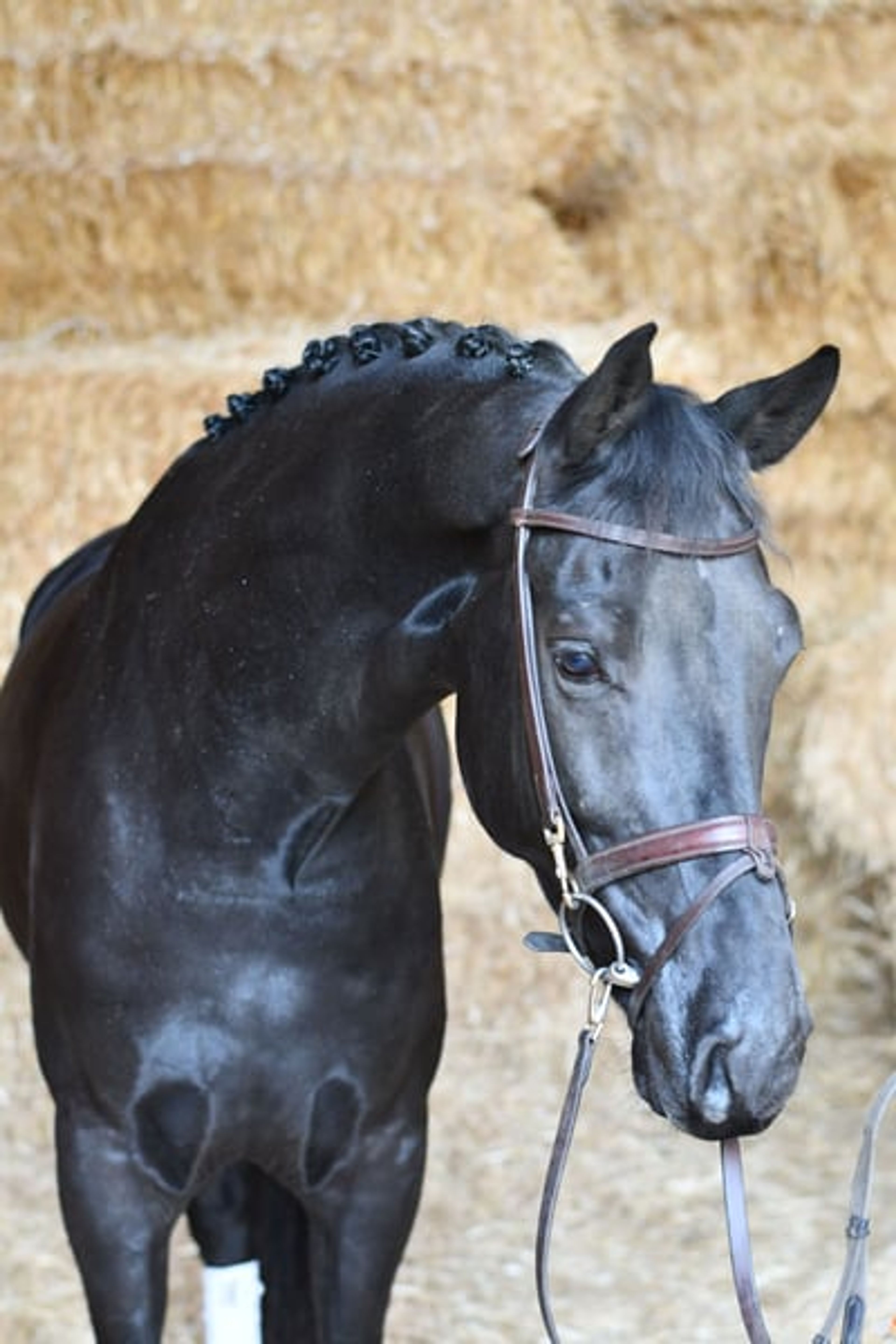 Stunning jet-black superstar for everyone - Image 9