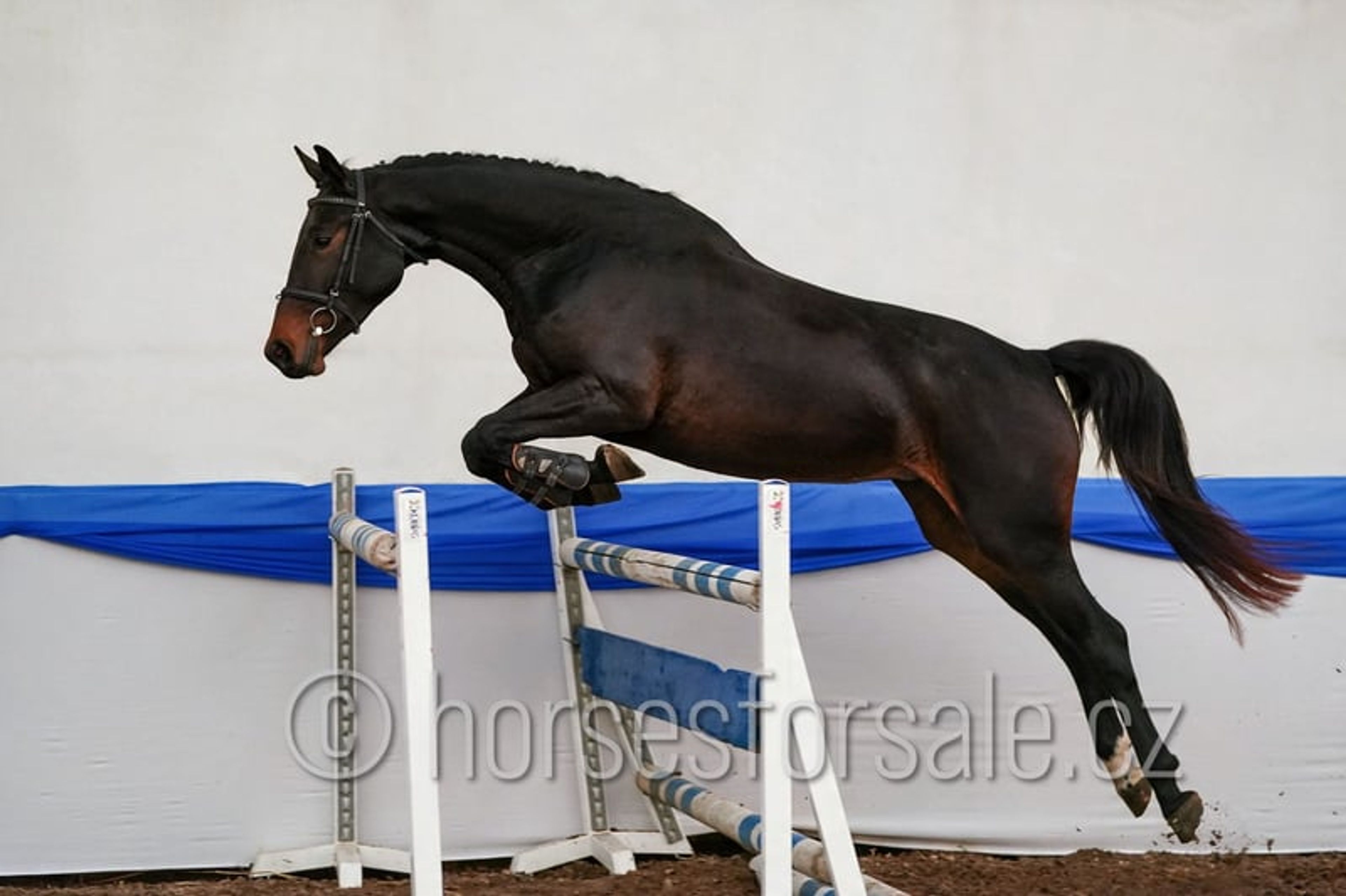 Young prospect with a great jump and excellent rideability.