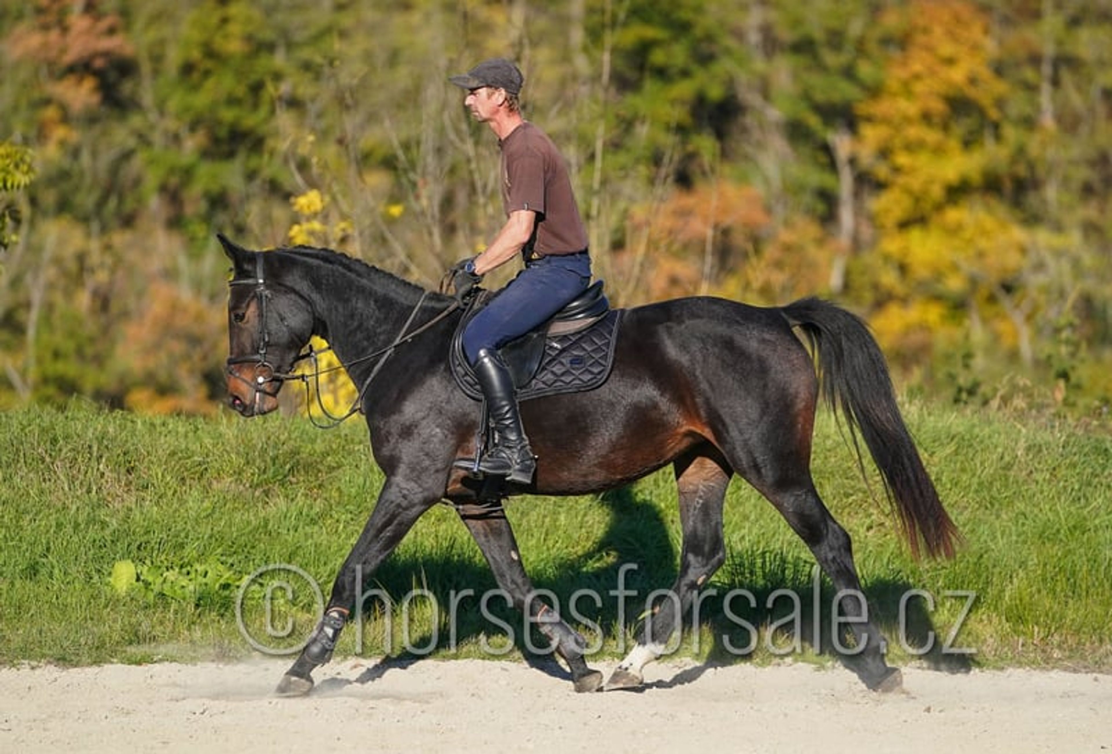 Young prospect with a great jump and excellent rideability. - Image 2