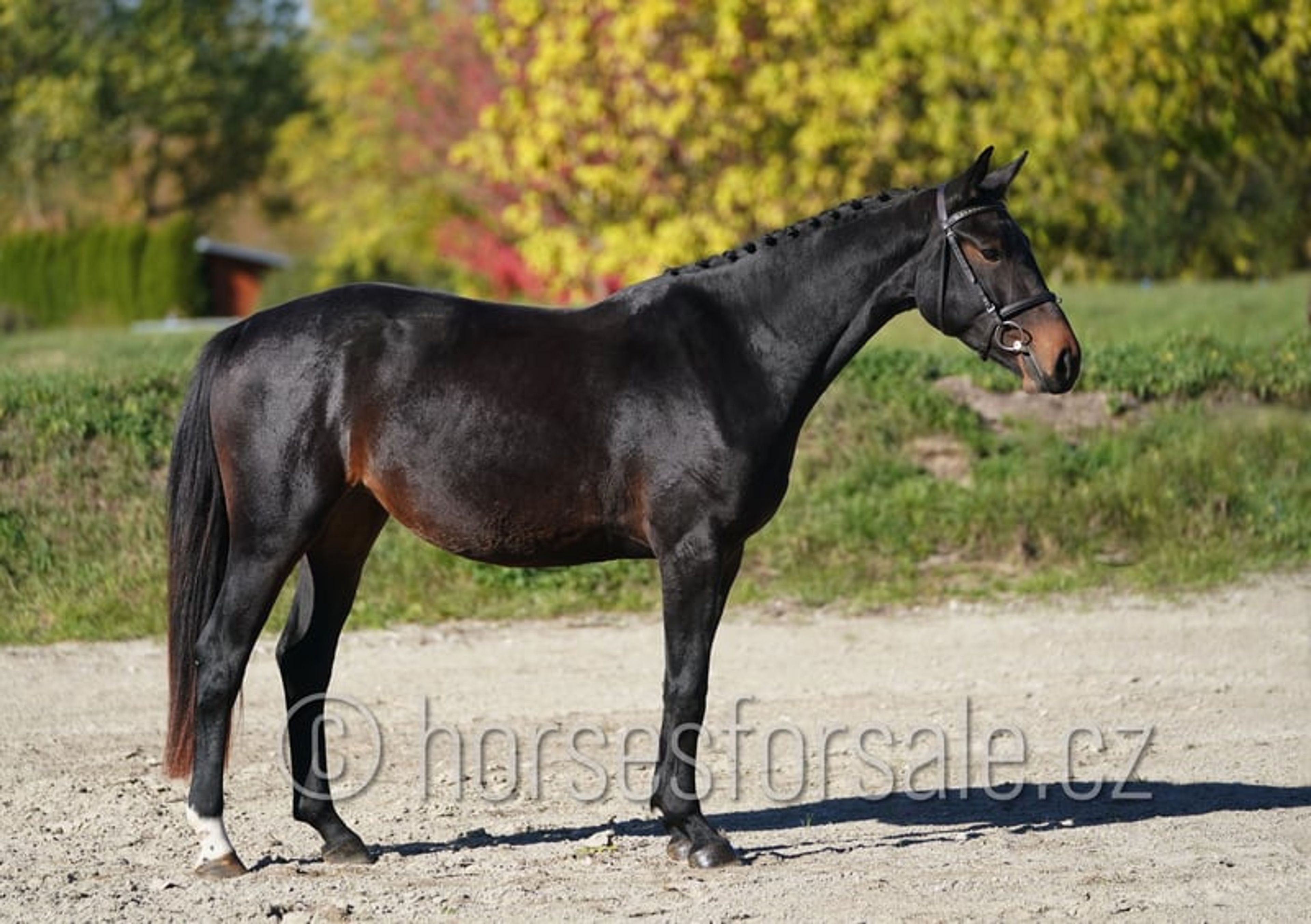 Young prospect with a great jump and excellent rideability. - Image 3