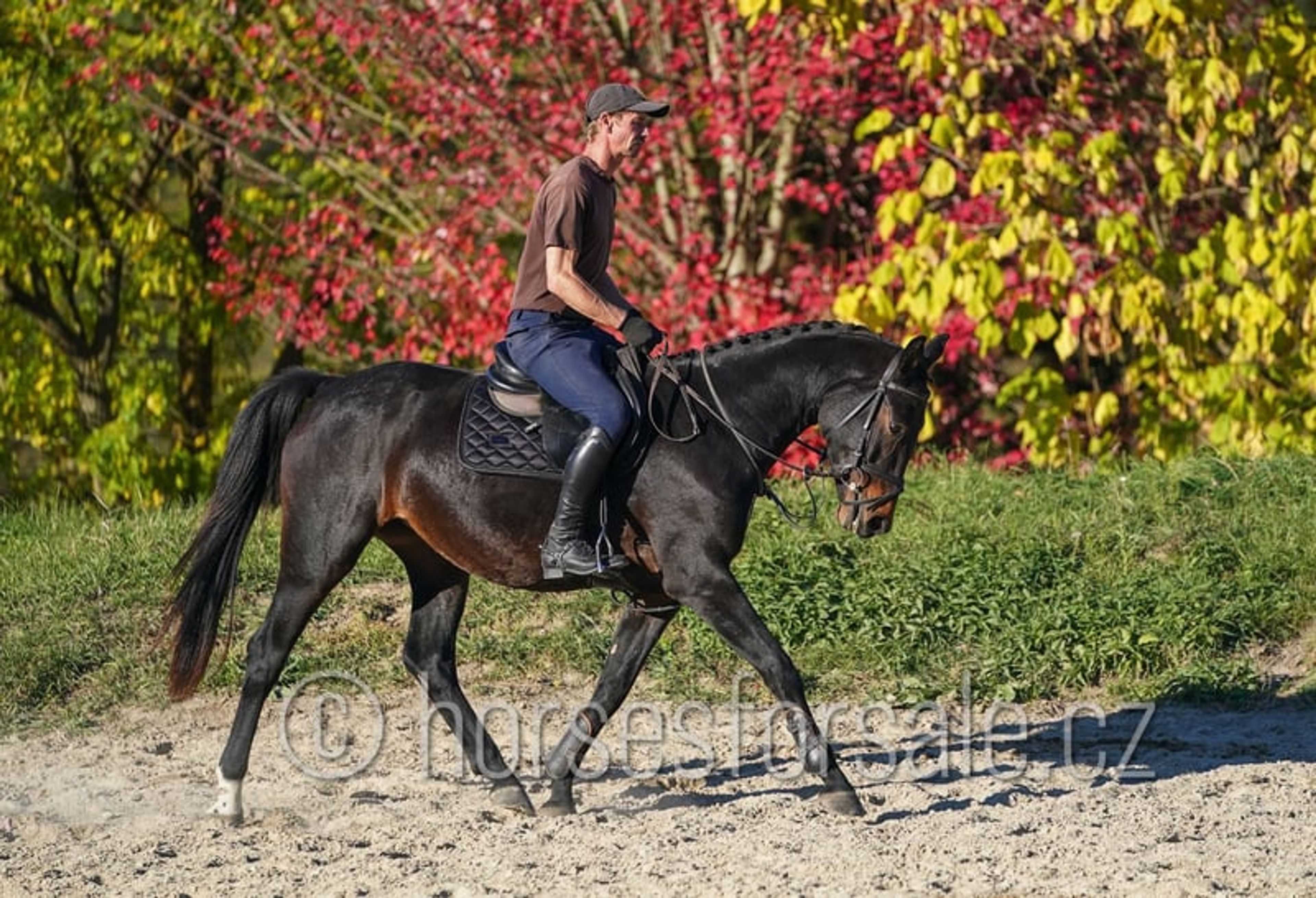 Young prospect with a great jump and excellent rideability. - Image 4