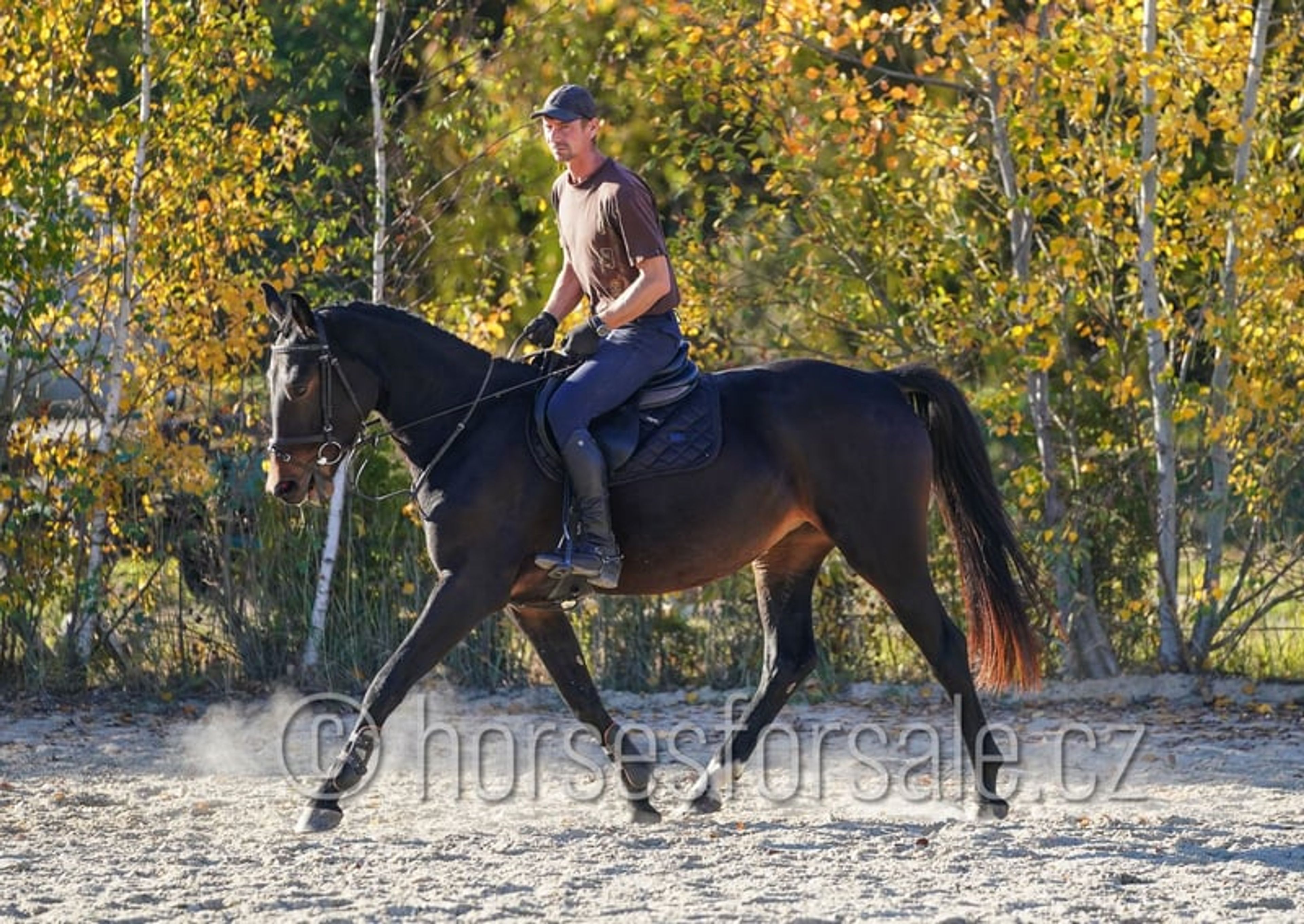 Young prospect with a great jump and excellent rideability. - Image 5
