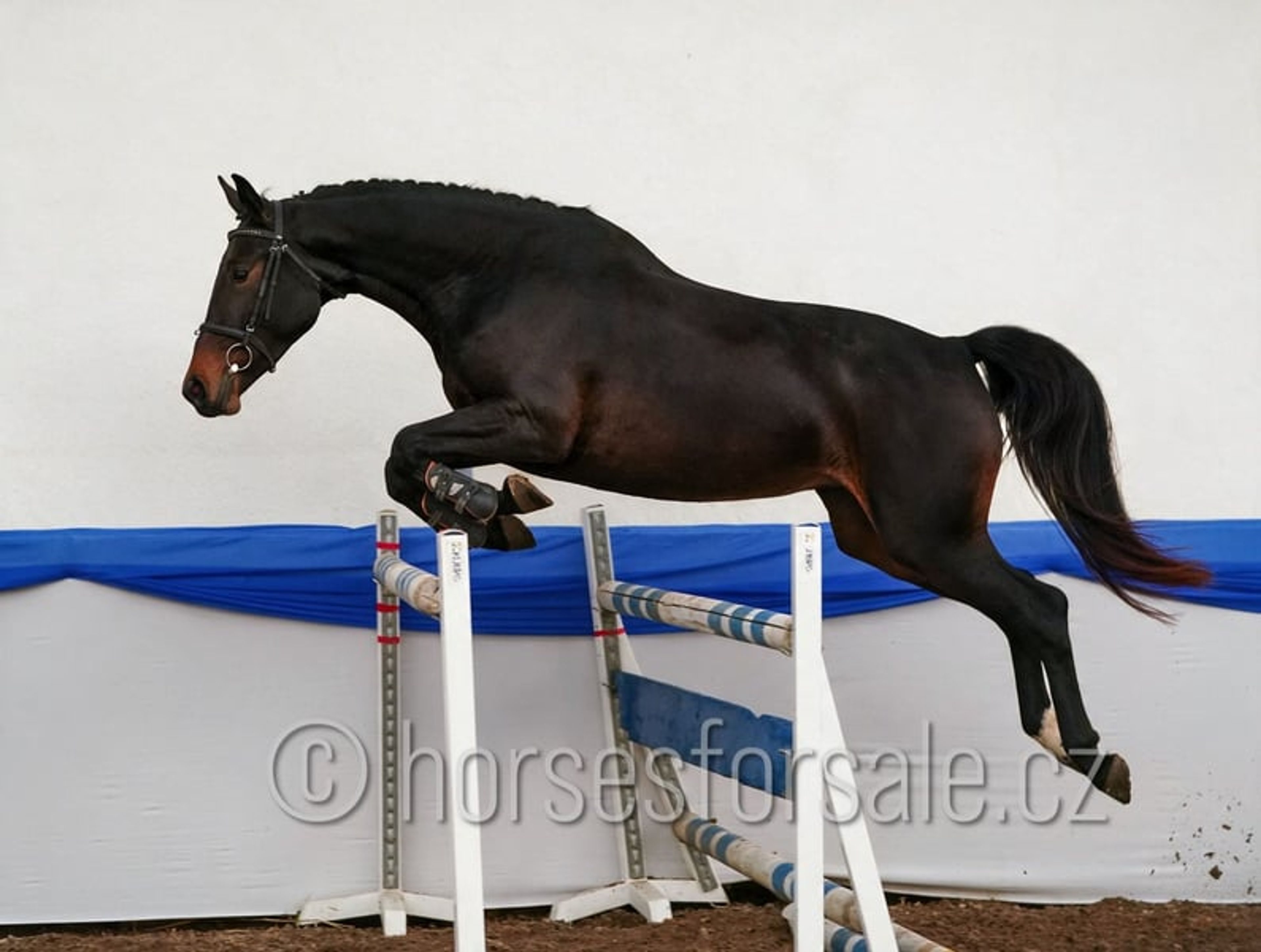 Young prospect with a great jump and excellent rideability. - Image 6
