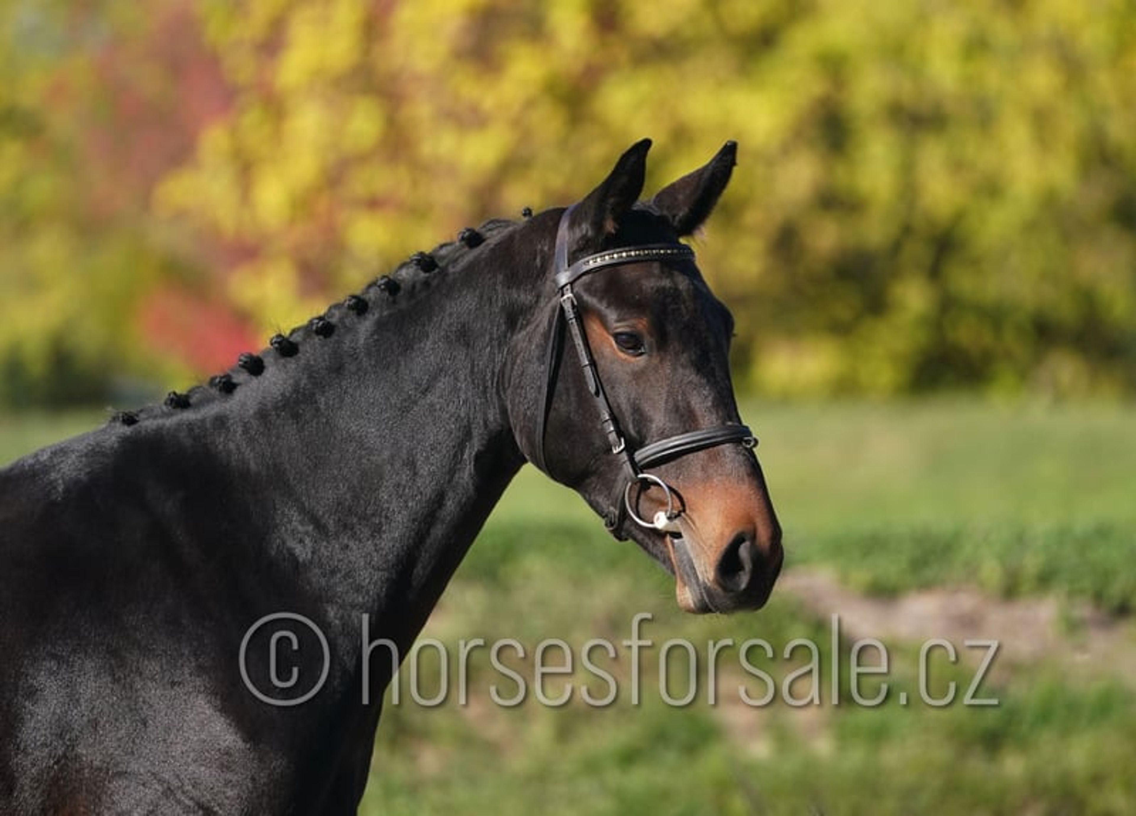 Young prospect with a great jump and excellent rideability. - Image 7
