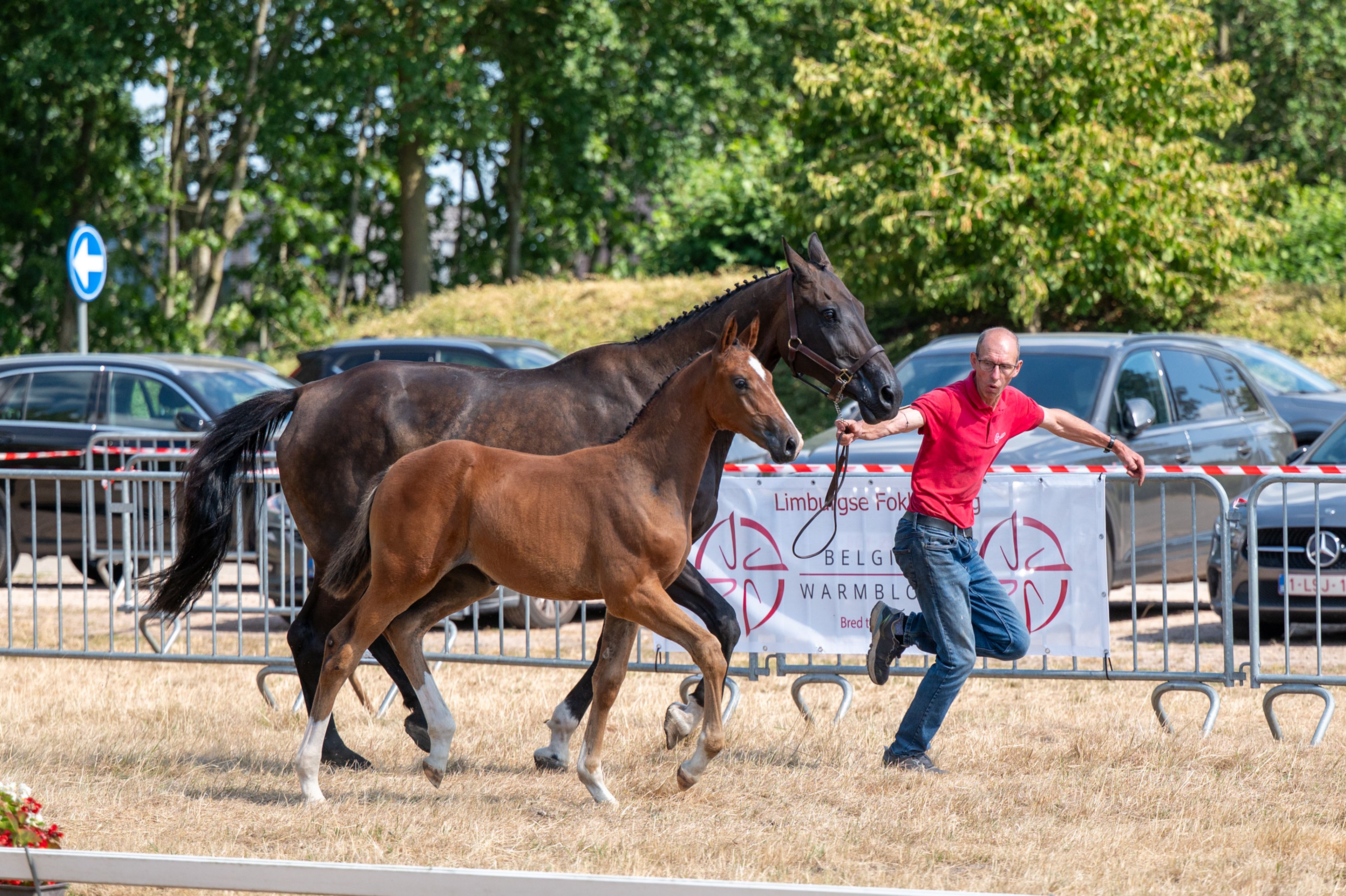 Dream of Glory van Prinsenhof’s (ULTRA STAR JM x CARETINO) - Image 2
