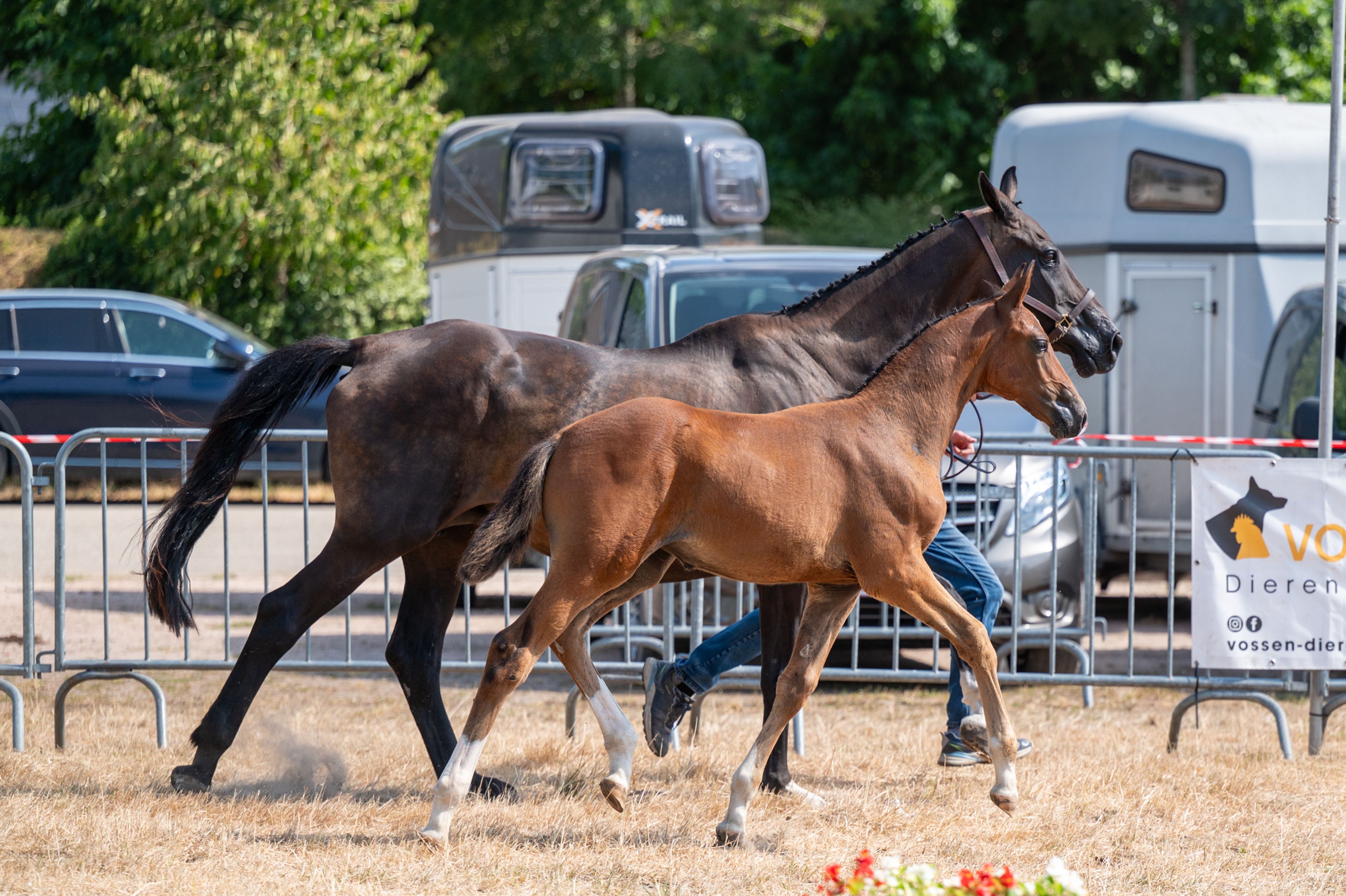 Dream of Glory van Prinsenhof’s (ULTRA STAR JM x CARETINO) - Image 3