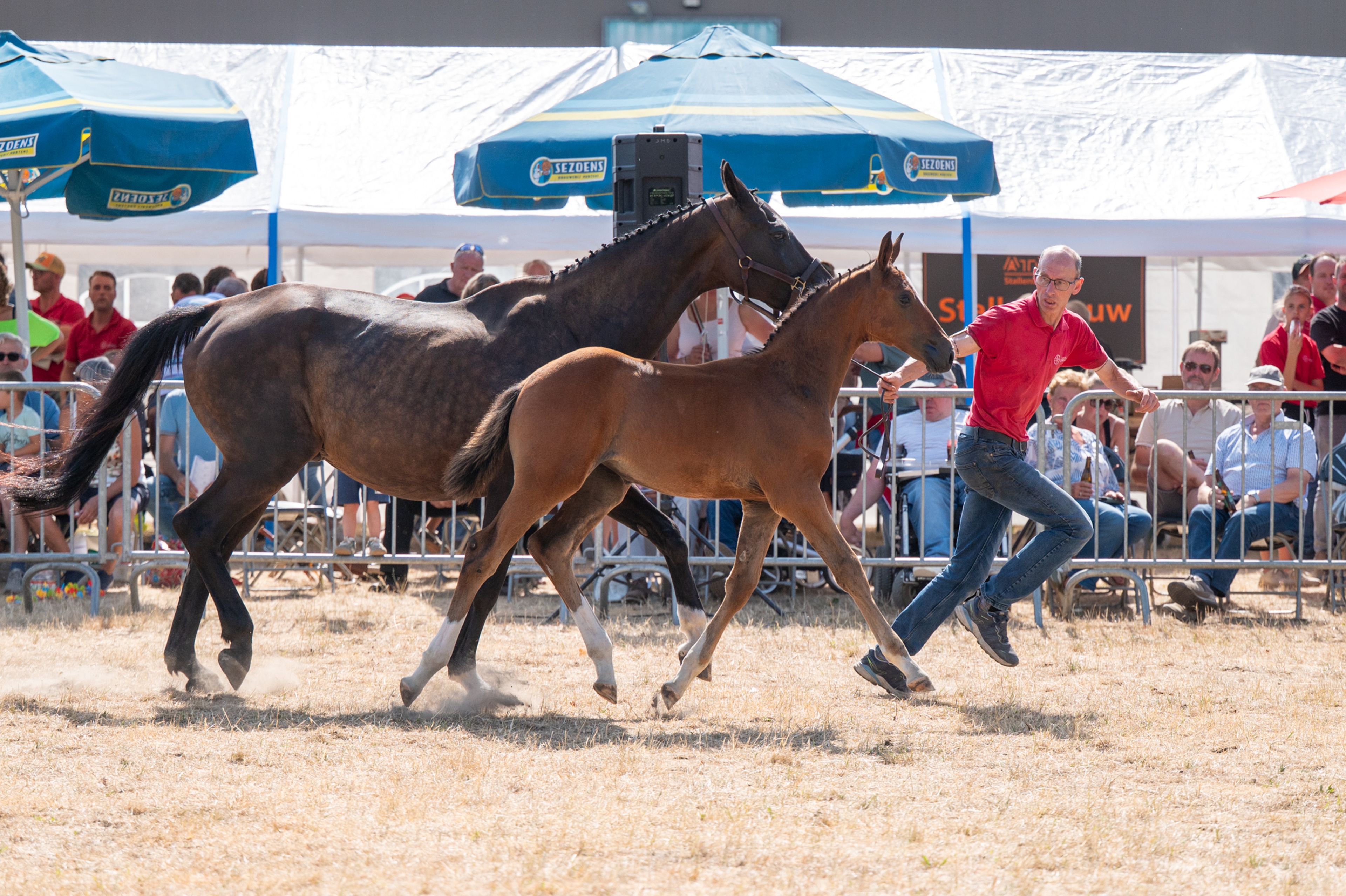 Dream of Glory van Prinsenhof’s (ULTRA STAR JM x CARETINO) - Image 4