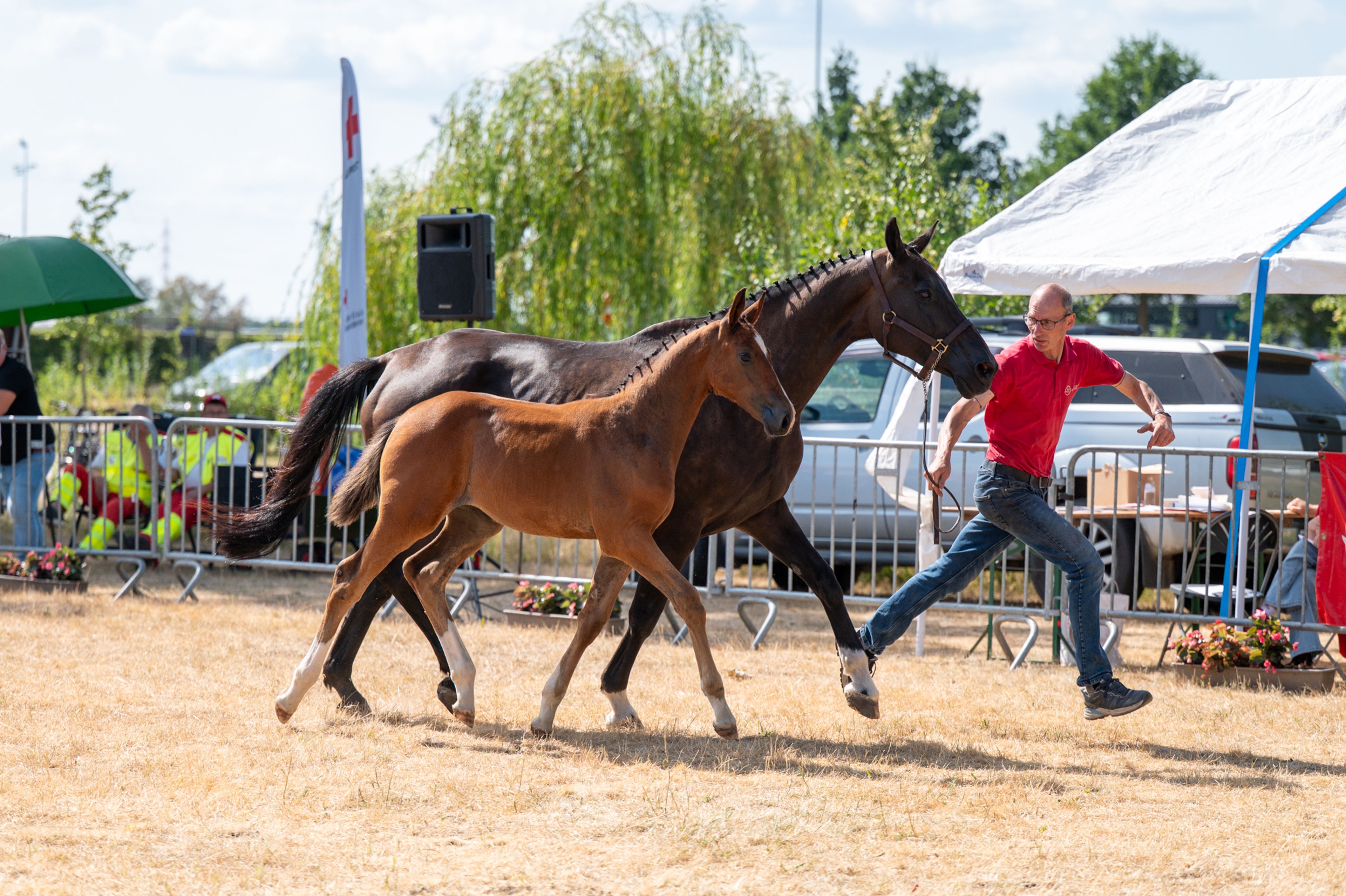 Dream of Glory van Prinsenhof’s (ULTRA STAR JM x CARETINO) - Image 5