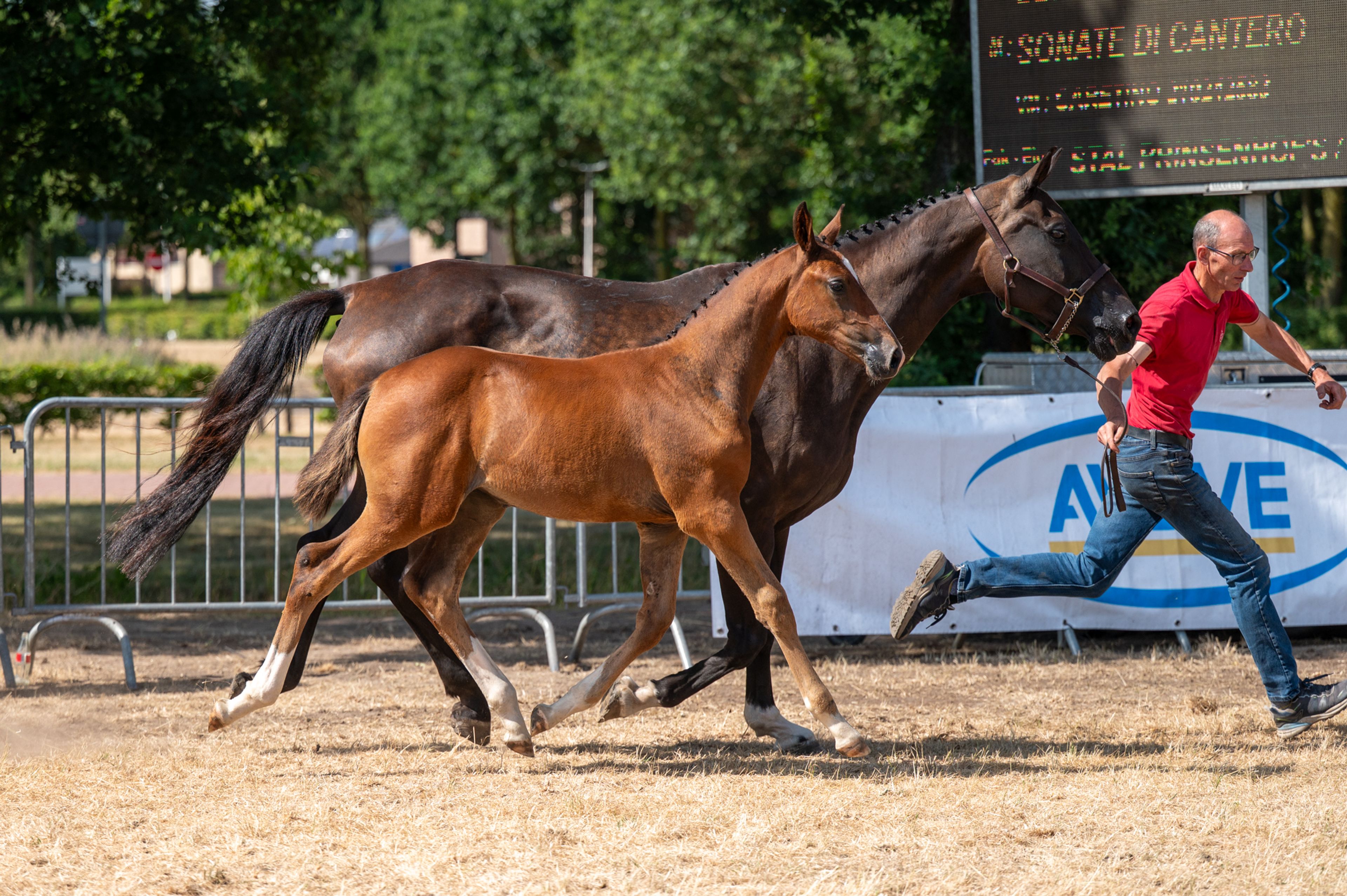 Dream of Glory van Prinsenhof’s (ULTRA STAR JM x CARETINO) - Image 6