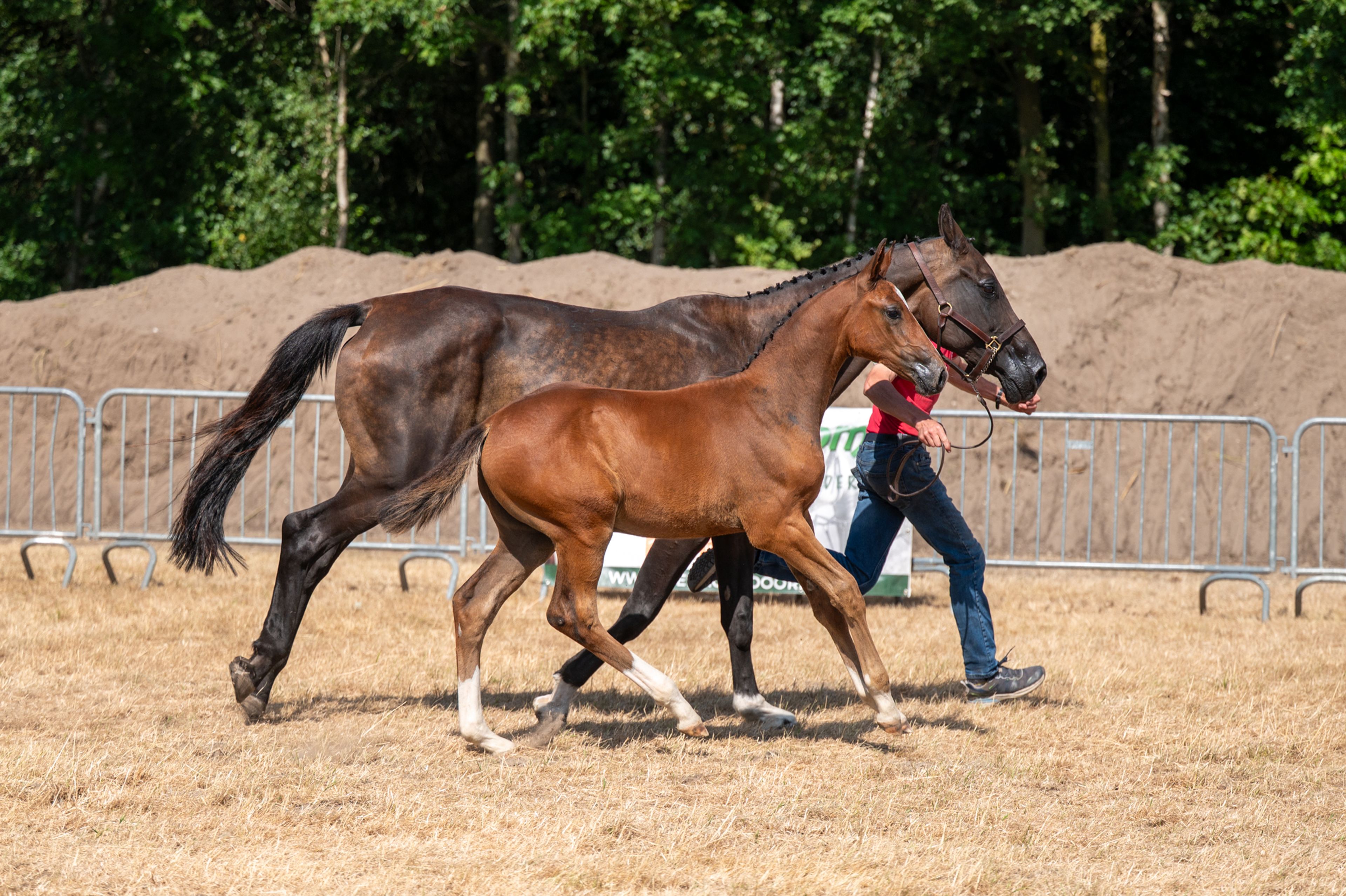 Dream of Glory van Prinsenhof’s (ULTRA STAR JM x CARETINO) - Image 7
