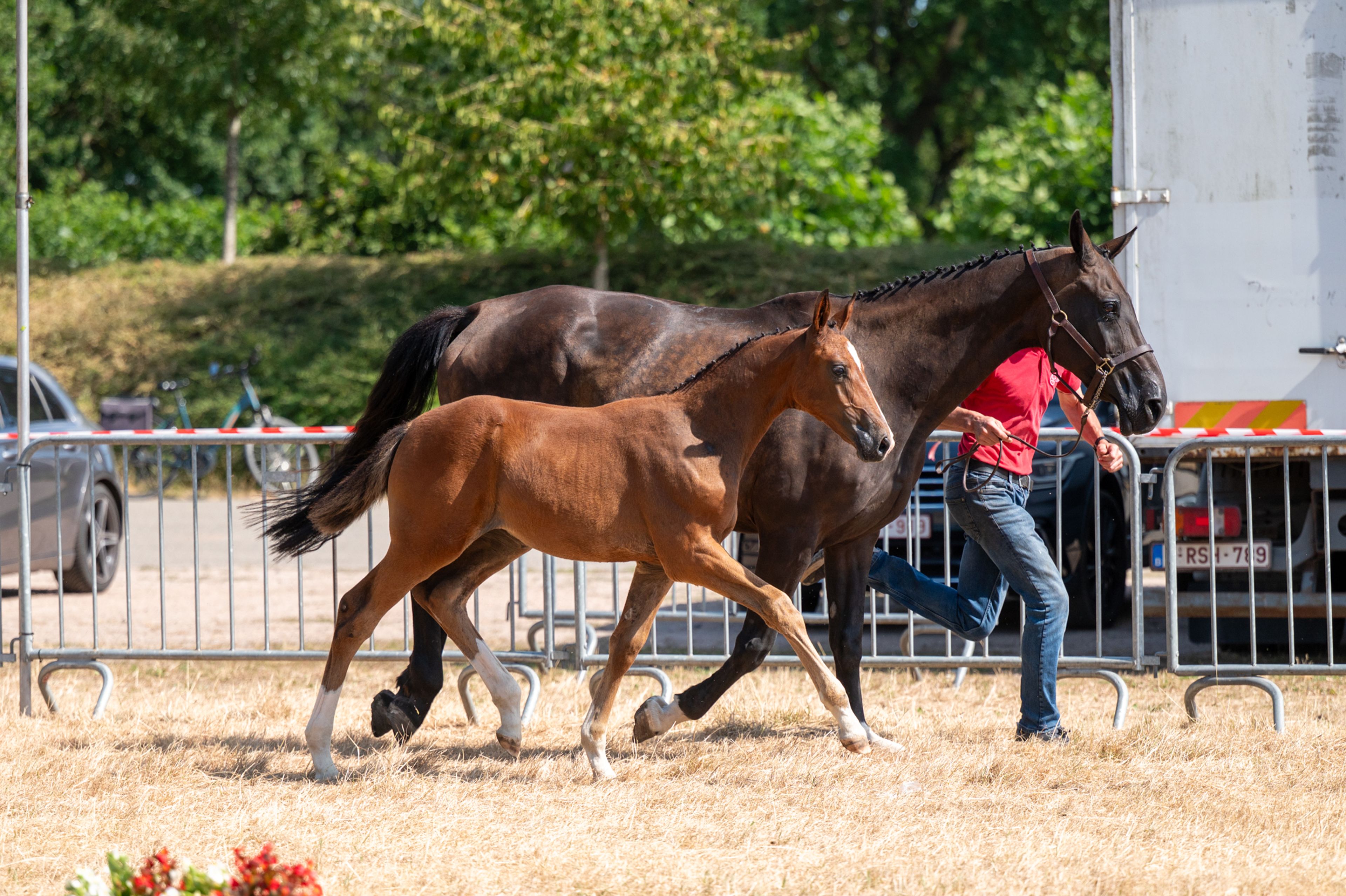 Dream of Glory van Prinsenhof’s (ULTRA STAR JM x CARETINO) - Image 8
