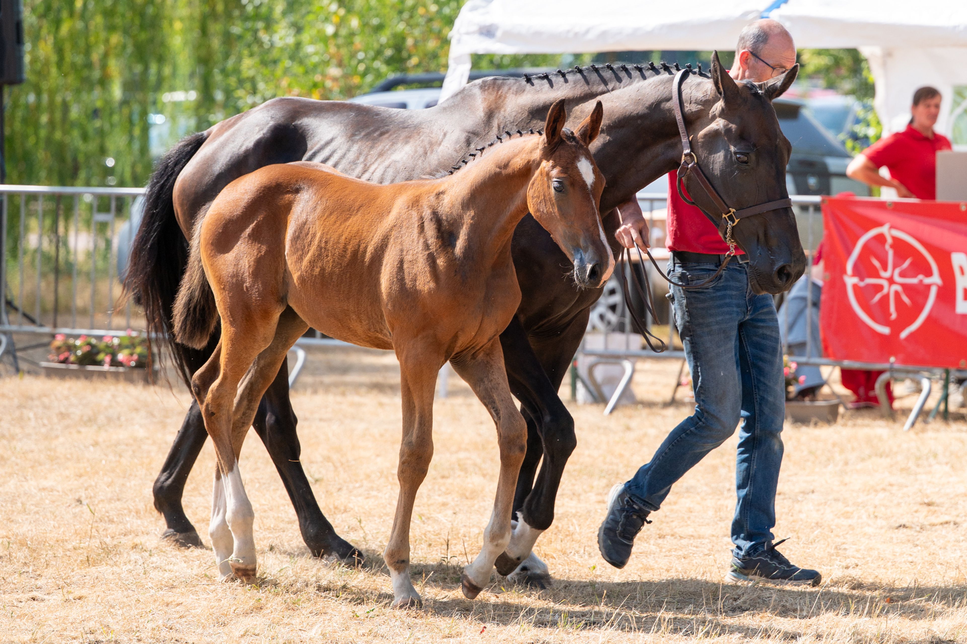 Dream of Glory van Prinsenhof’s (ULTRA STAR JM x CARETINO) - Image 9