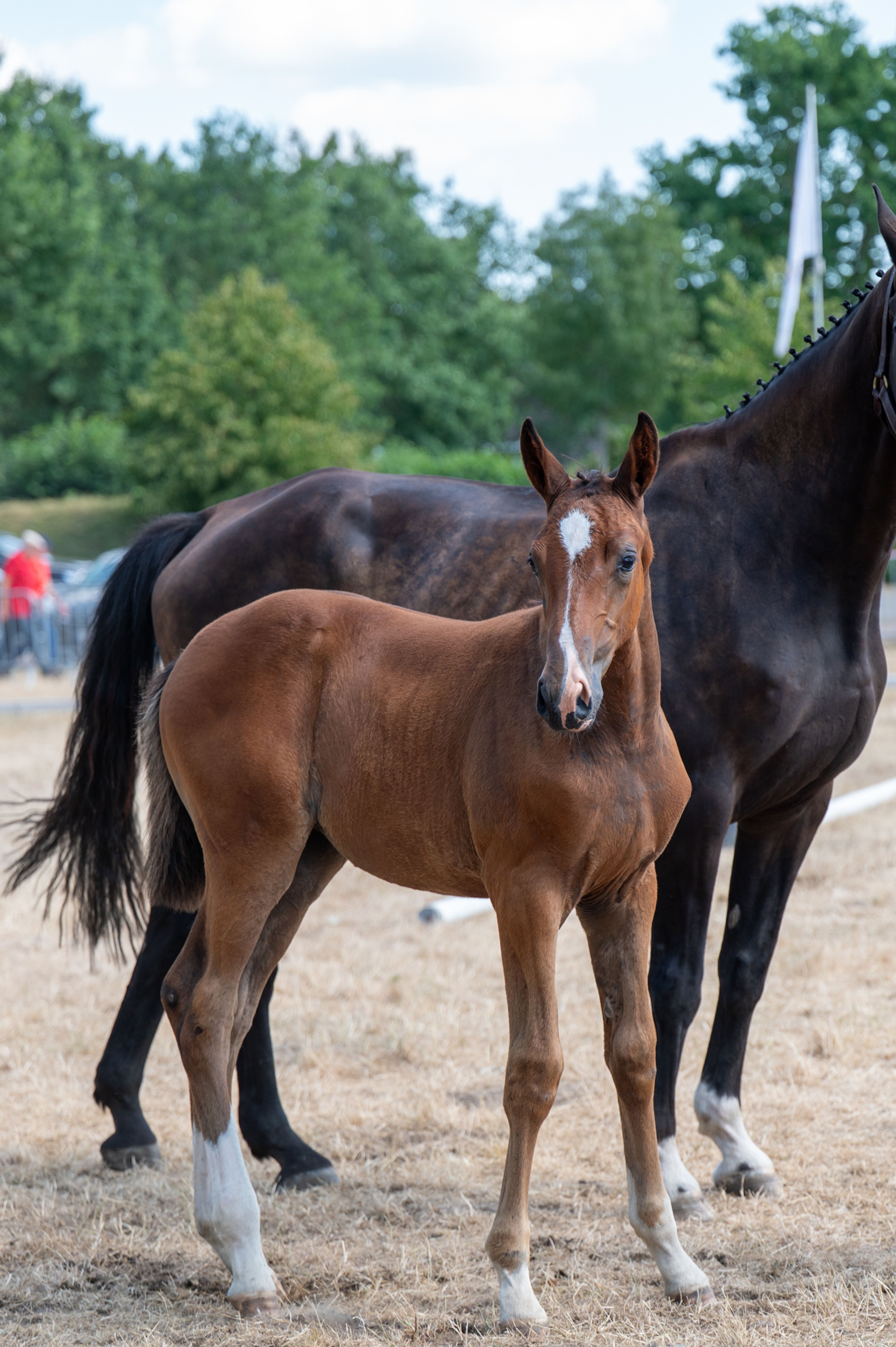 Dream of Glory van Prinsenhof’s (ULTRA STAR JM x CARETINO) - Image 10