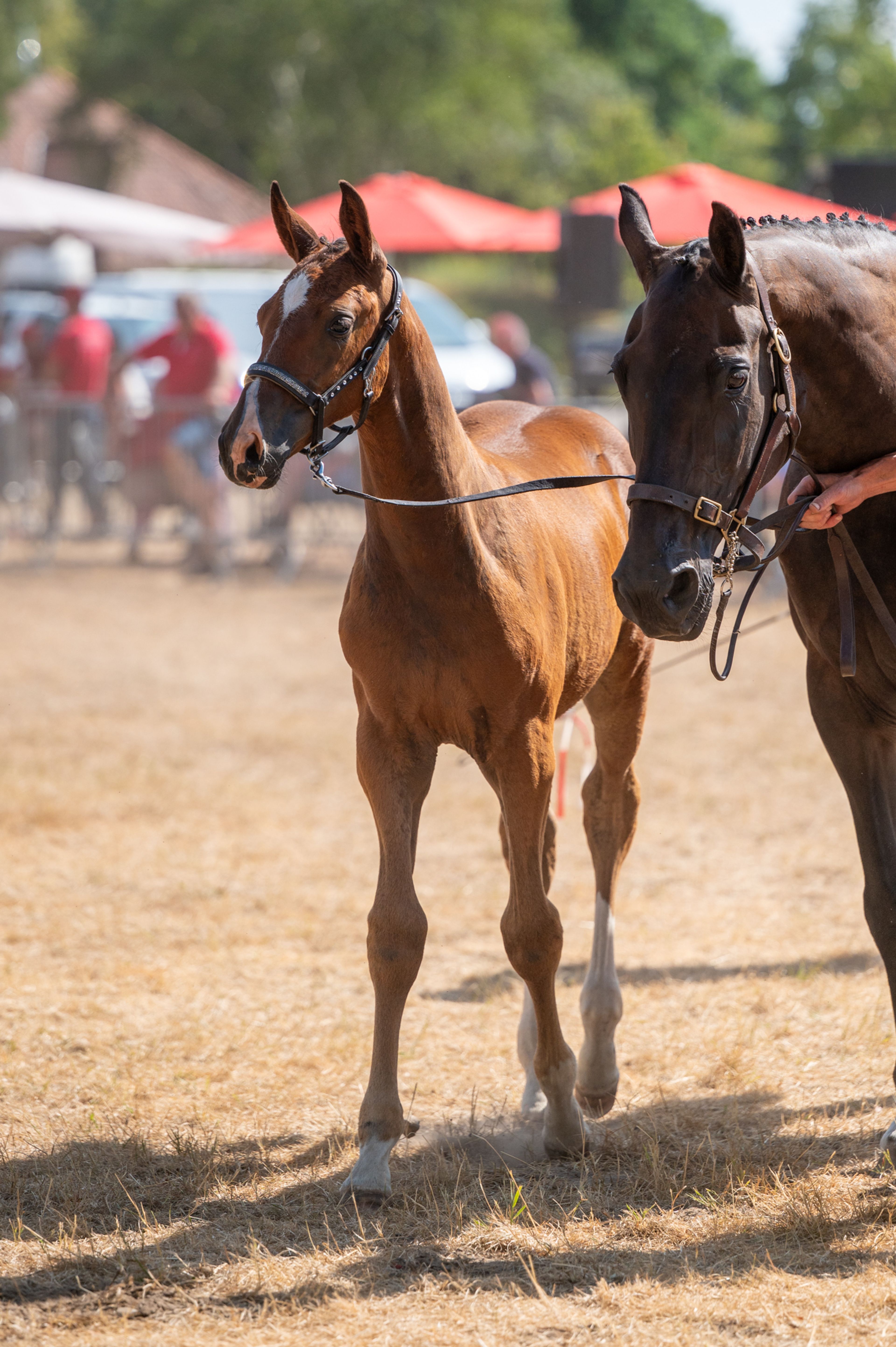 Dream of Glory van Prinsenhof’s (ULTRA STAR JM x CARETINO) - Image 11