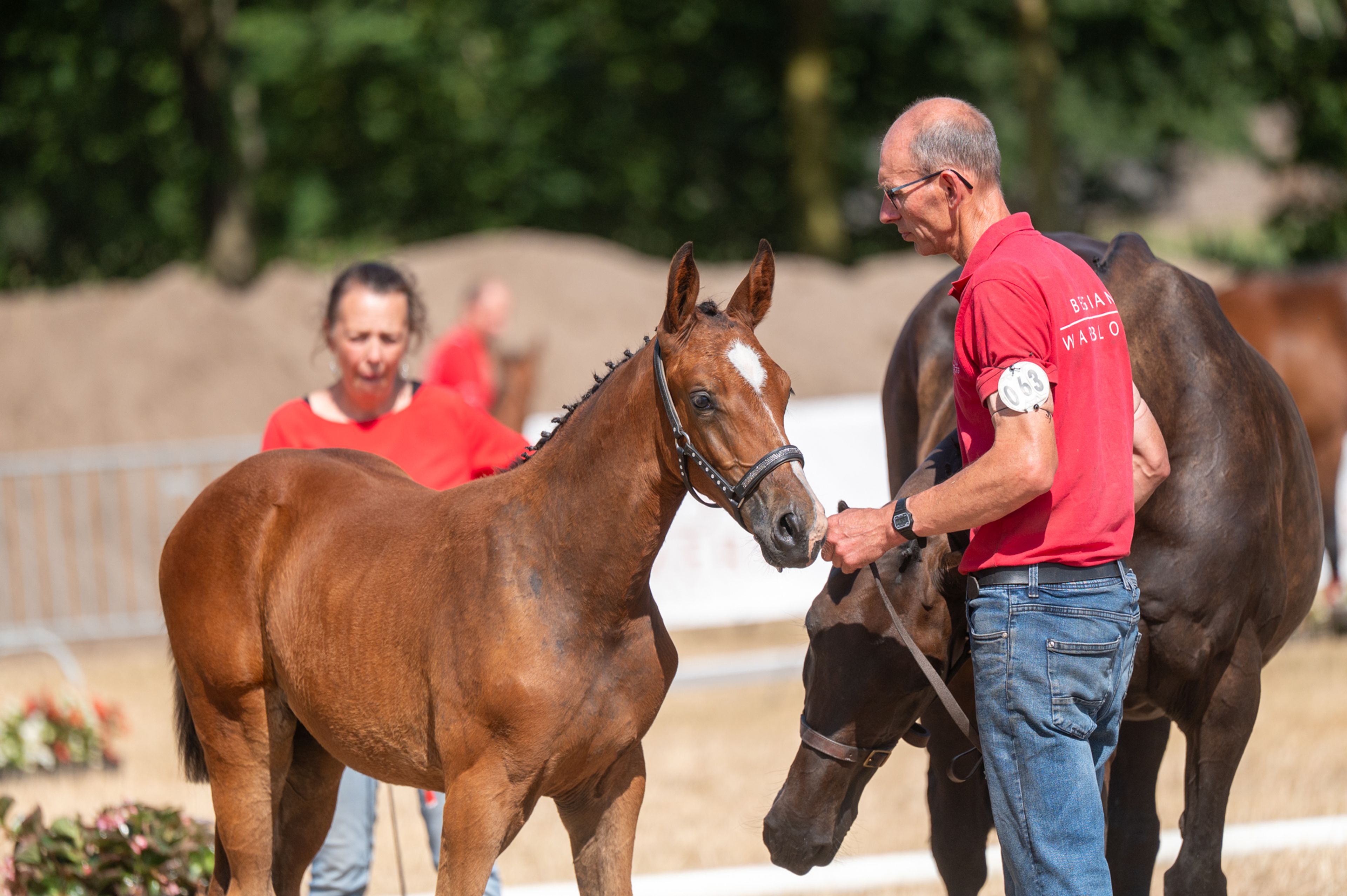 Dream of Glory van Prinsenhof’s (ULTRA STAR JM x CARETINO) - Image 12