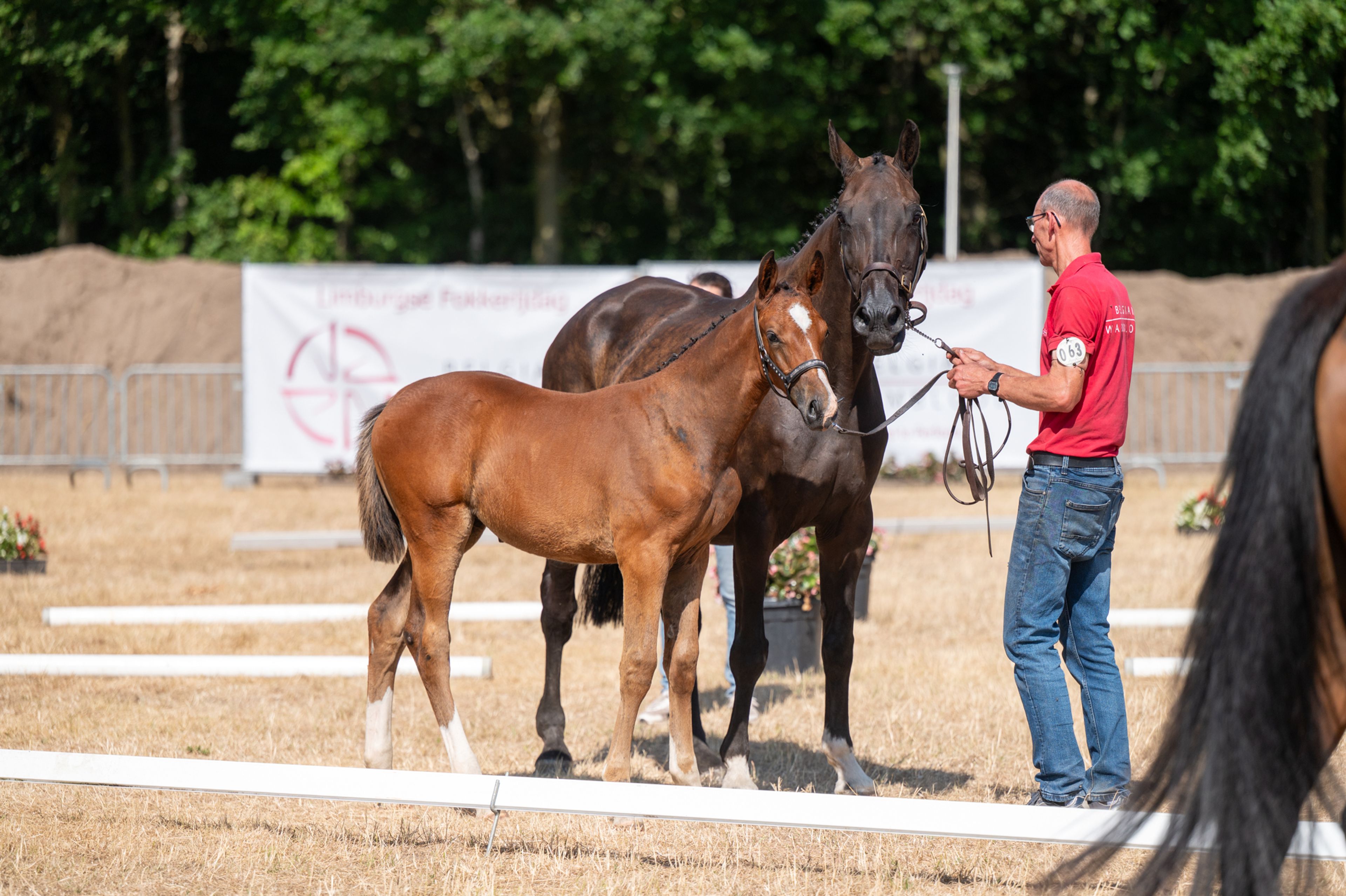 Dream of Glory van Prinsenhof’s (ULTRA STAR JM x CARETINO) - Image 13