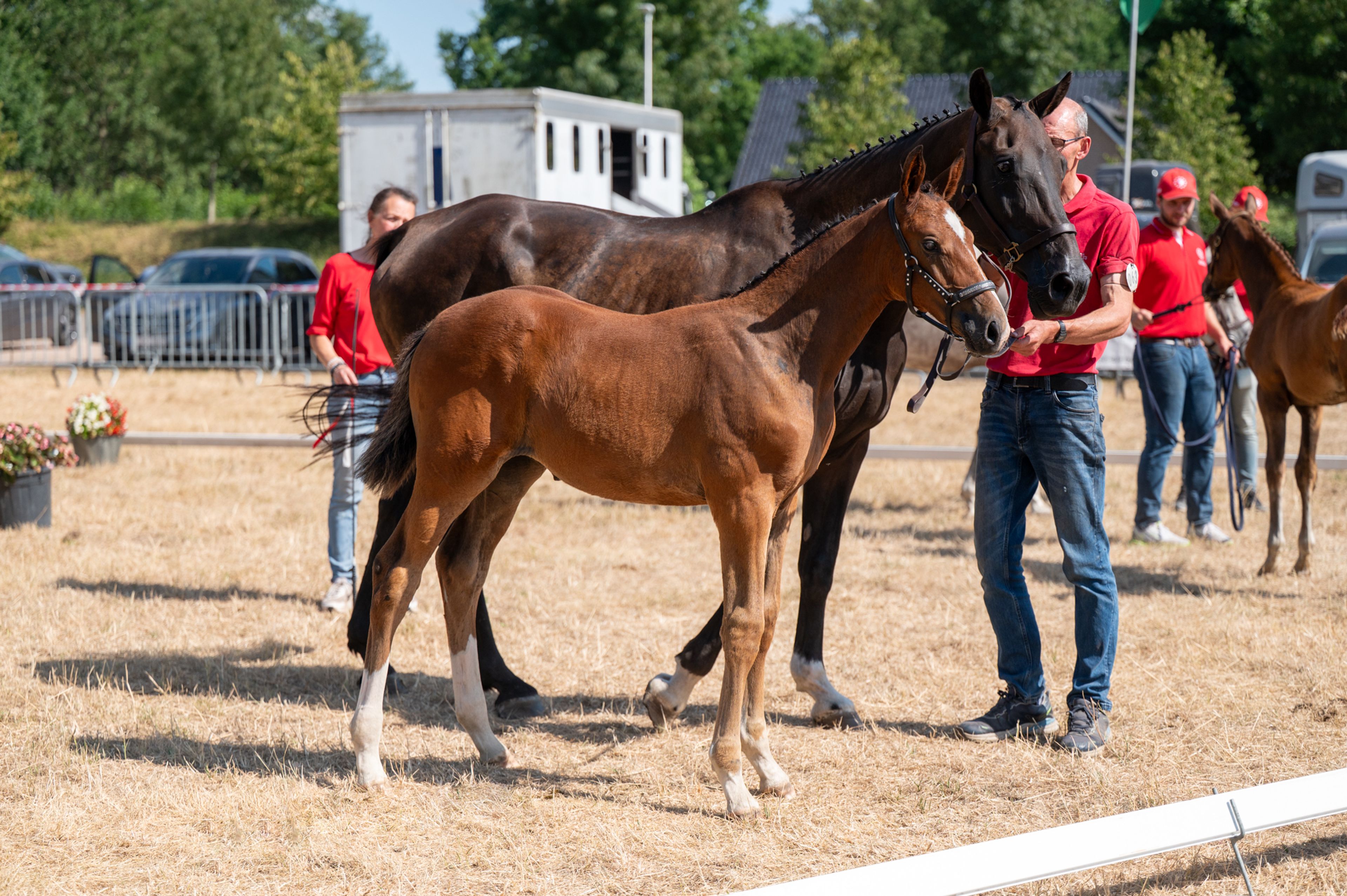 Dream of Glory van Prinsenhof’s (ULTRA STAR JM x CARETINO) - Image 14